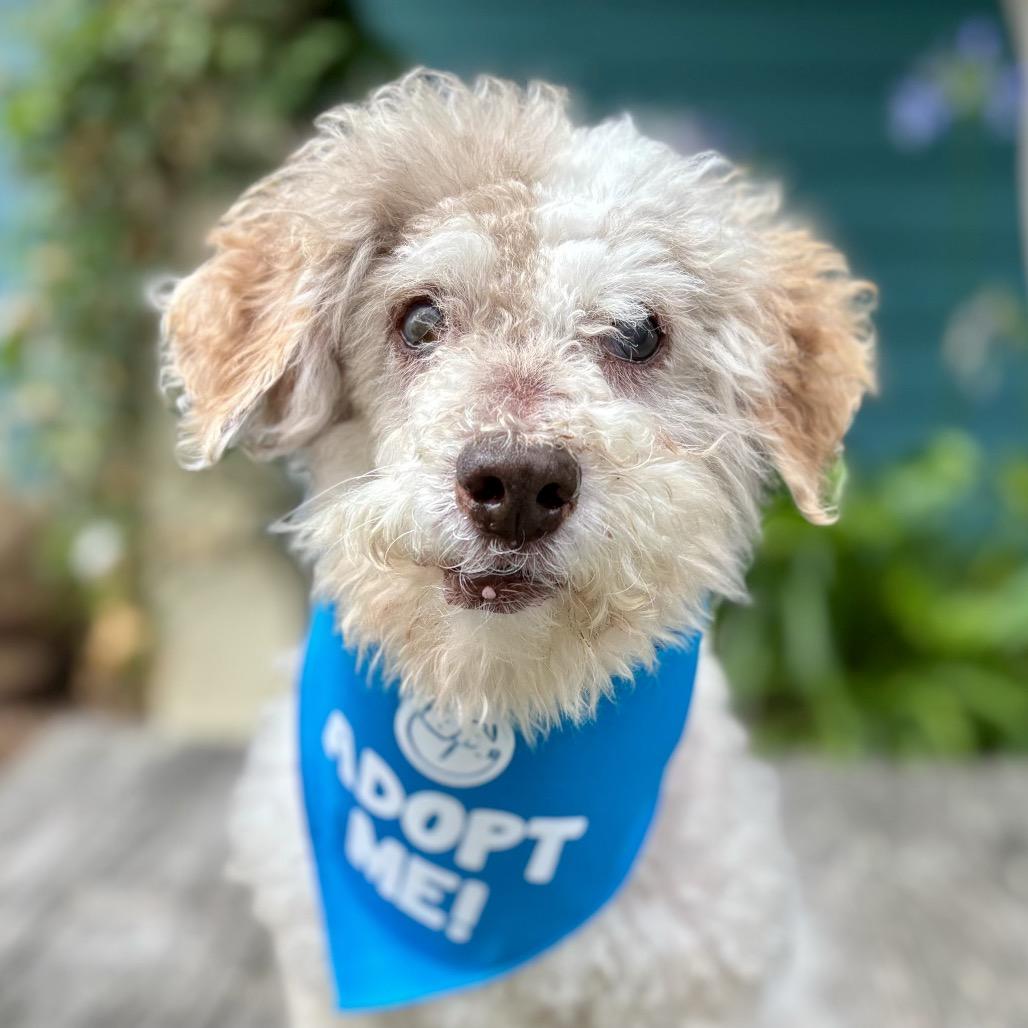 Enlarge Gracie, a Adoptable Poodle in Pacific Grove, CA image 6/6