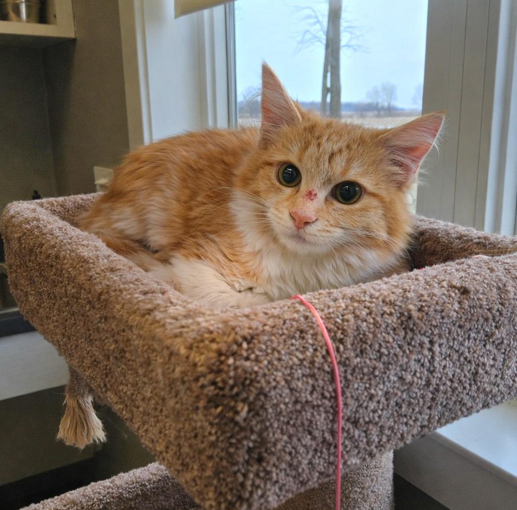 Enlarge Lira, a Adopted mixed breed in Sidney, OH image 1/1