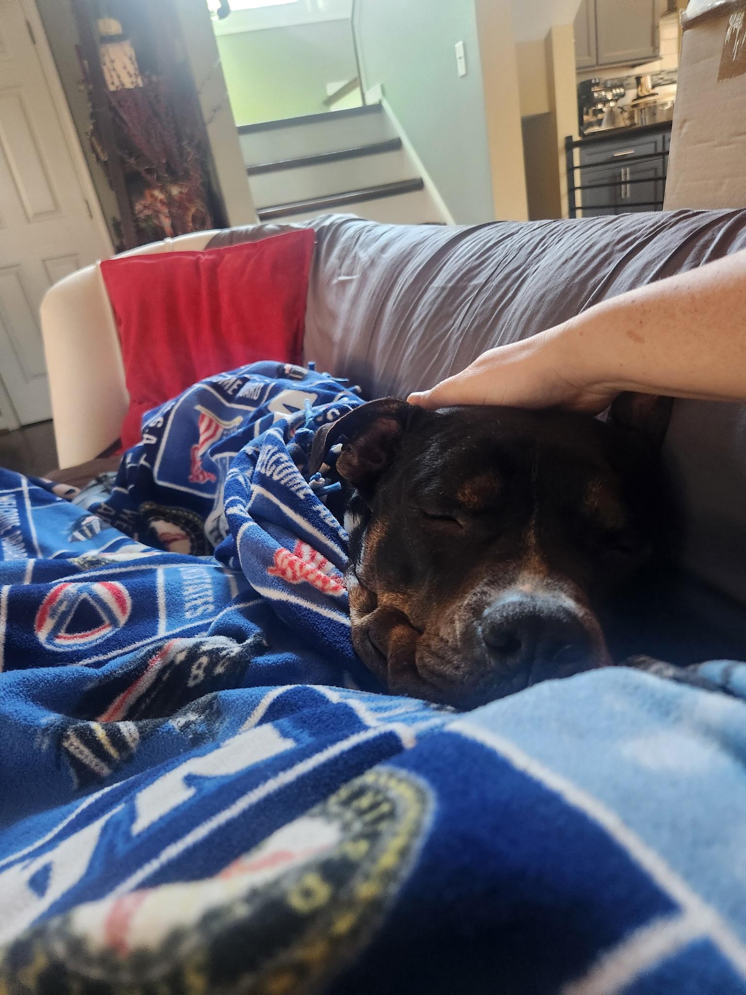 Enlarge Max, a Adoptable American Staffordshire Terrier in Champlain, NY image 4/5