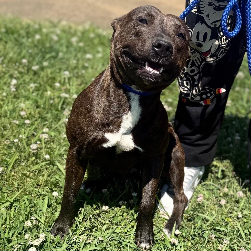 Kroger, Adoptable, Adult Female Mixed Breed.