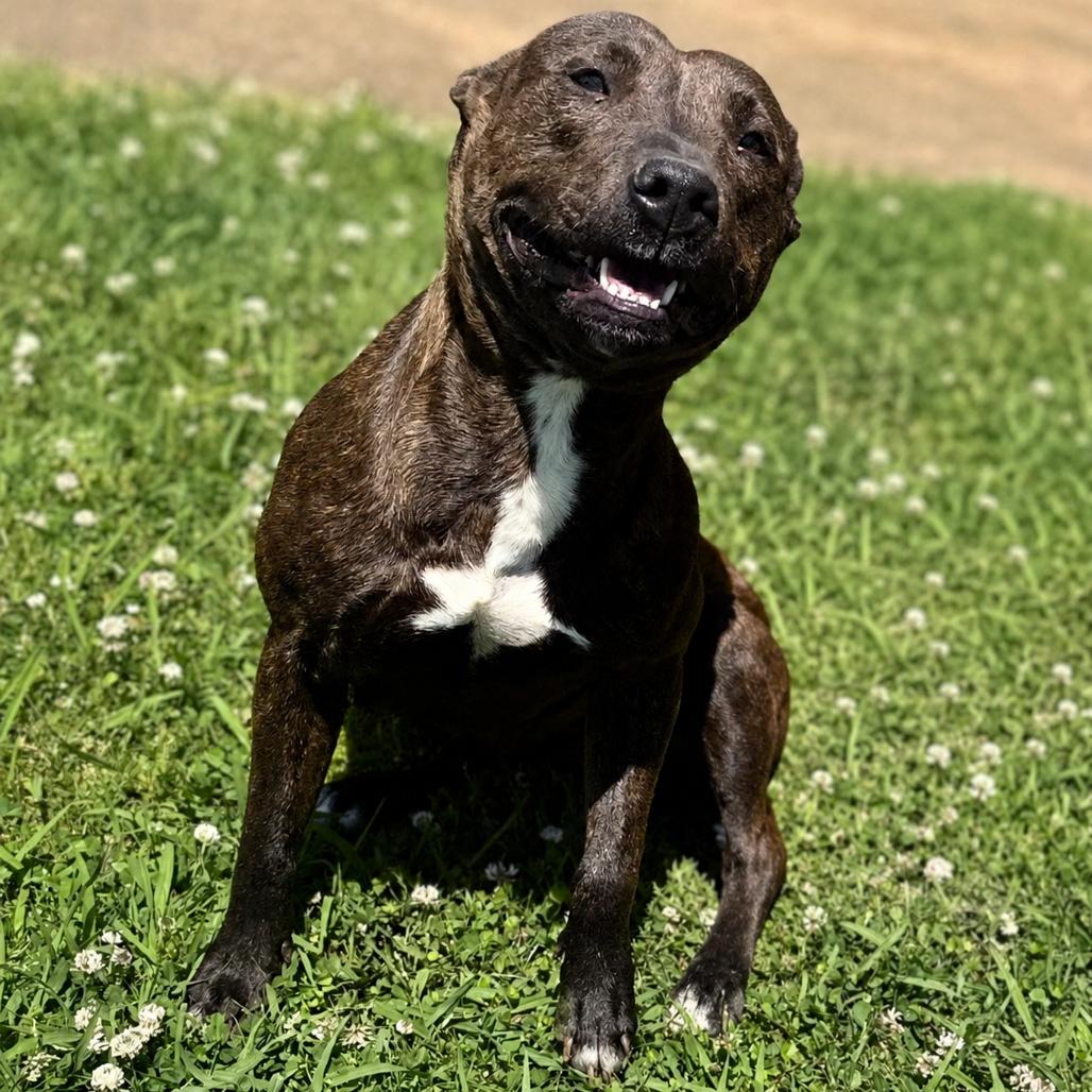 Enlarge Kroger, a Adoptable Mixed Breed in Corinth, MS image 1/2