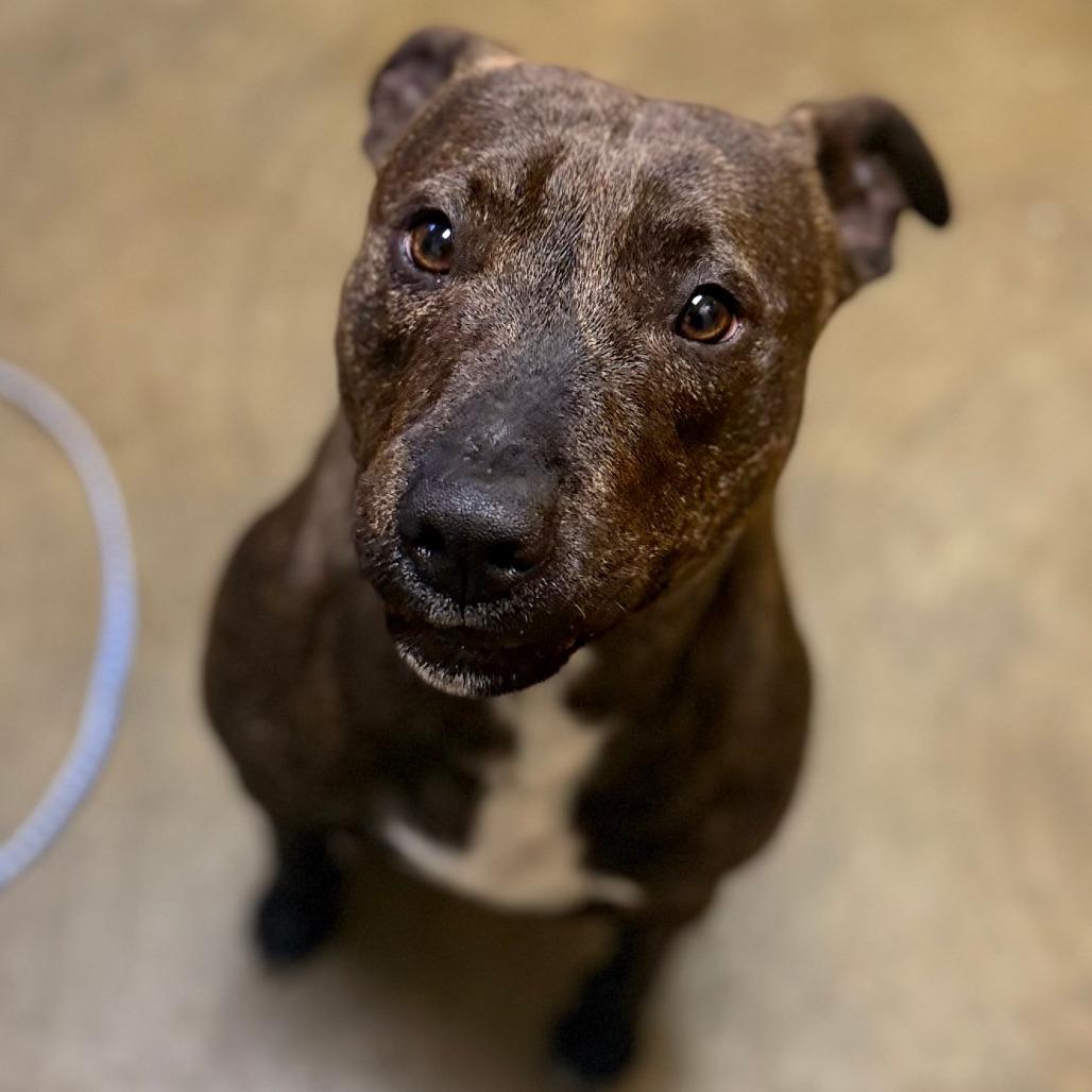 Enlarge Kroger, a Adoptable Mixed Breed in Corinth, MS image 2/2