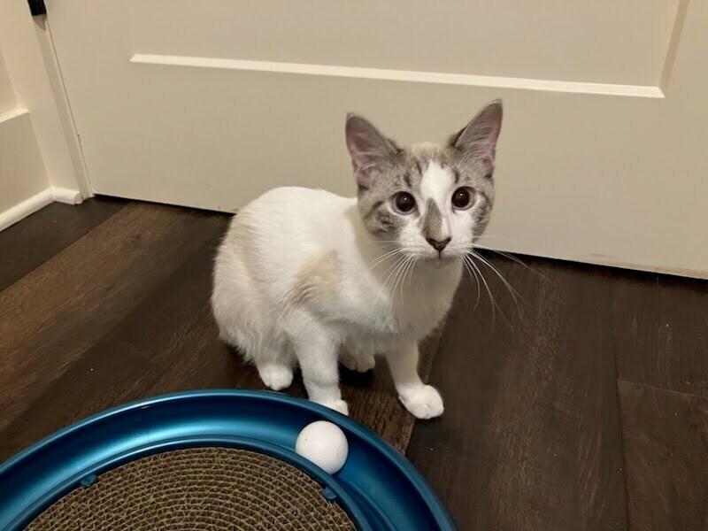 Marceline the Vampire Queen (RH1) — thumbnail 3