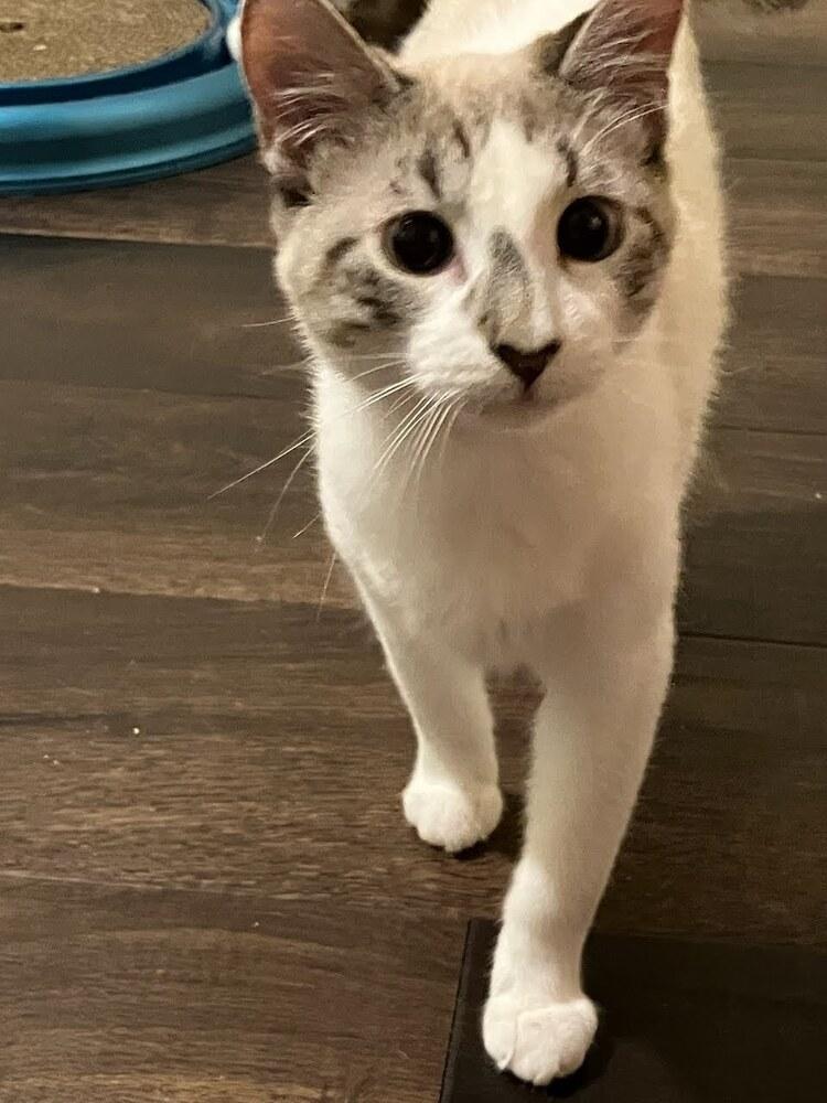 Marceline the Vampire Queen (RH1) — thumbnail 5