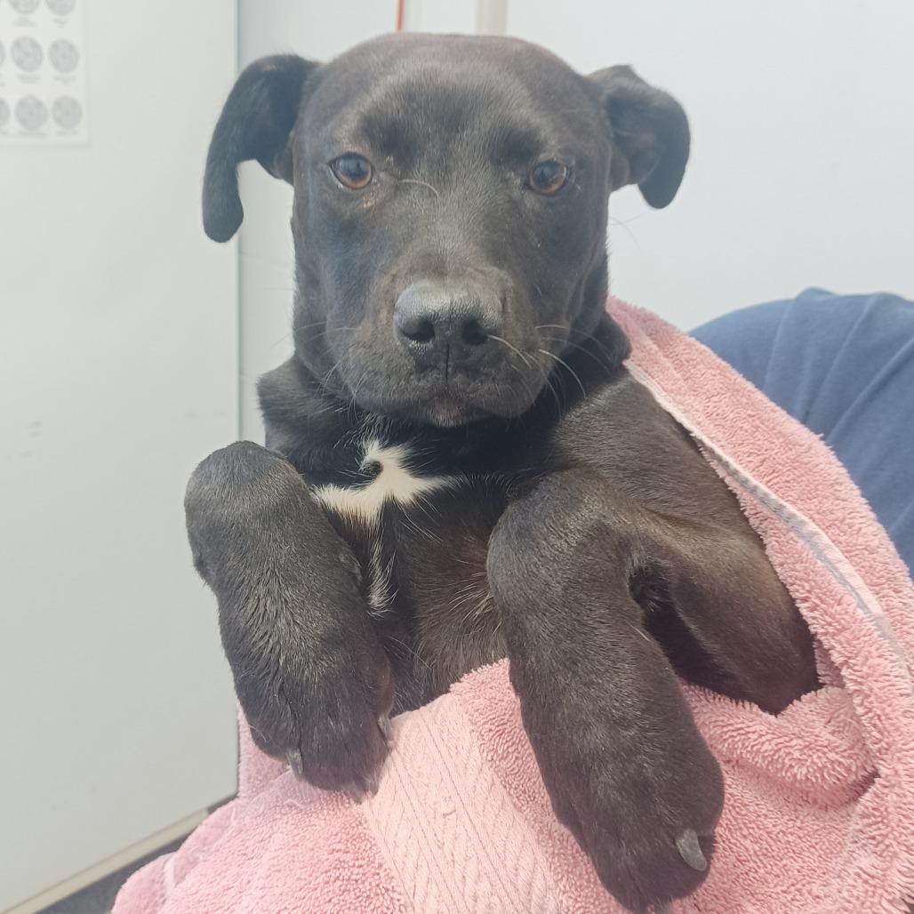 Rose, Adoptable, Young Female Labrador Retriever & Pointer.