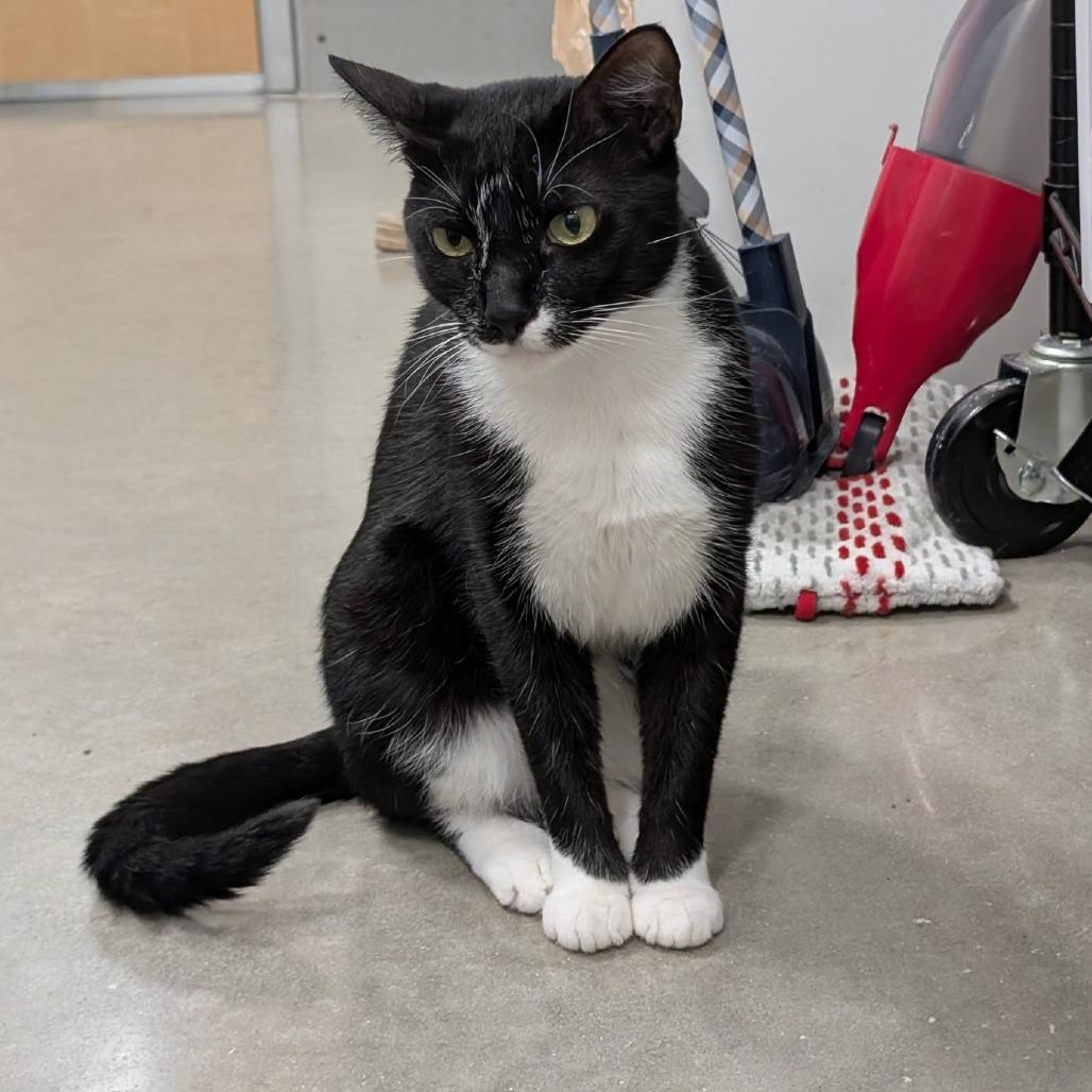Shadow, Adoptable, Young Male Domestic Short Hair.