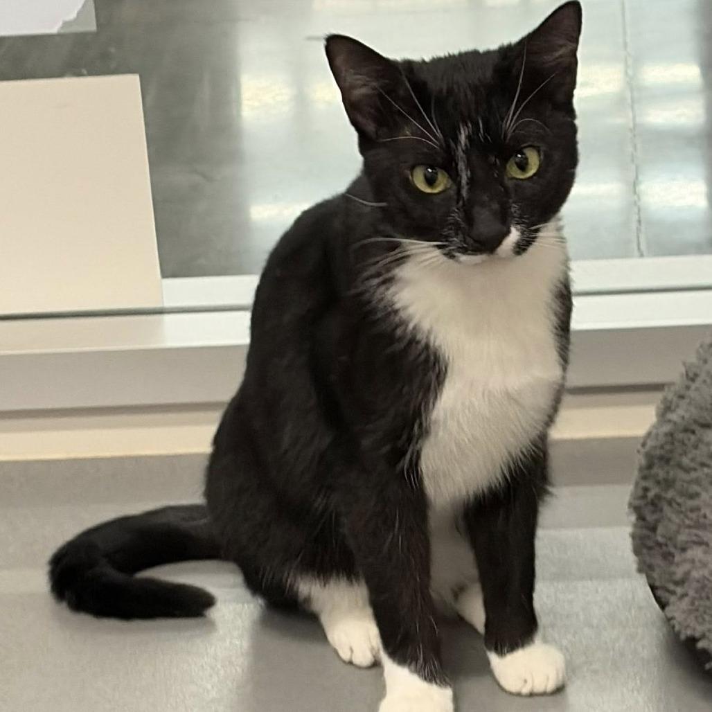 Shadow, Adoptable, Young Male Domestic Short Hair.