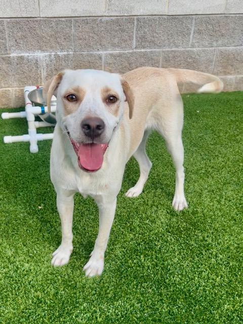 Cream, a ADOPTABLE mixed breed in Allen, TX image 2/3