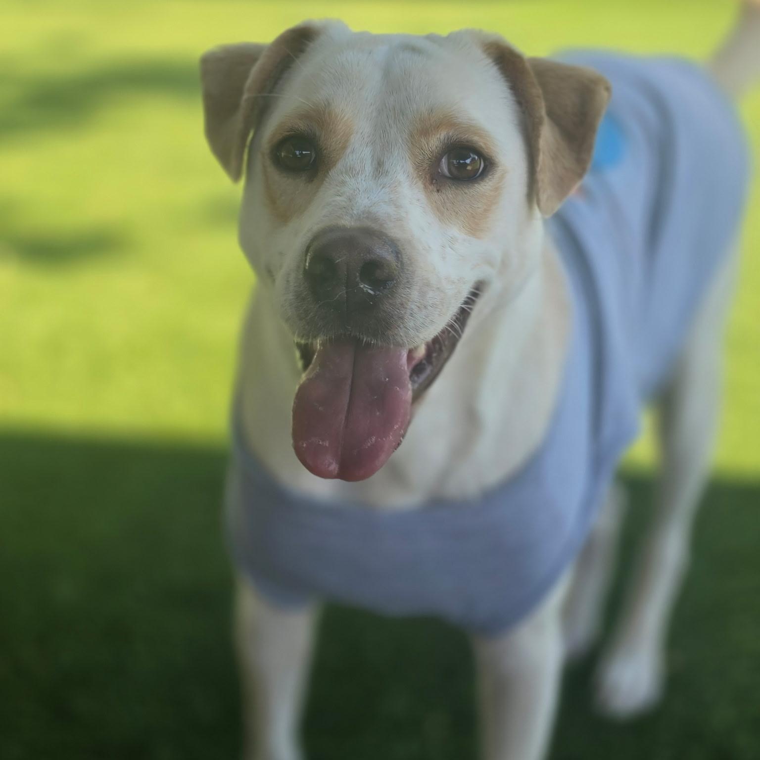 Cream, ADOPTABLE, Adult Male Labrador Retriever.