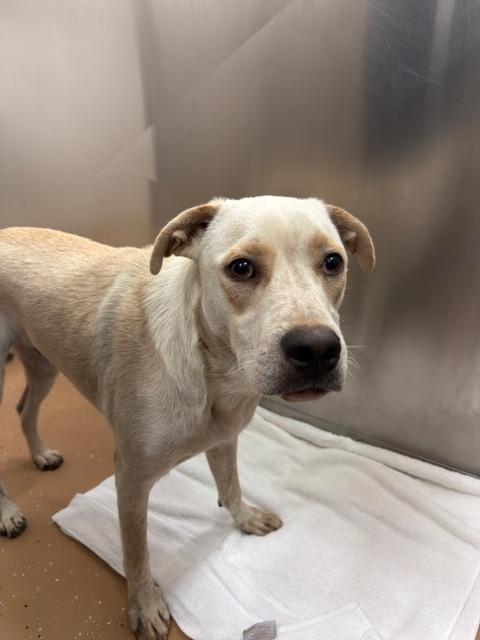 Cream, ADOPTABLE, Adult Male Labrador Retriever.