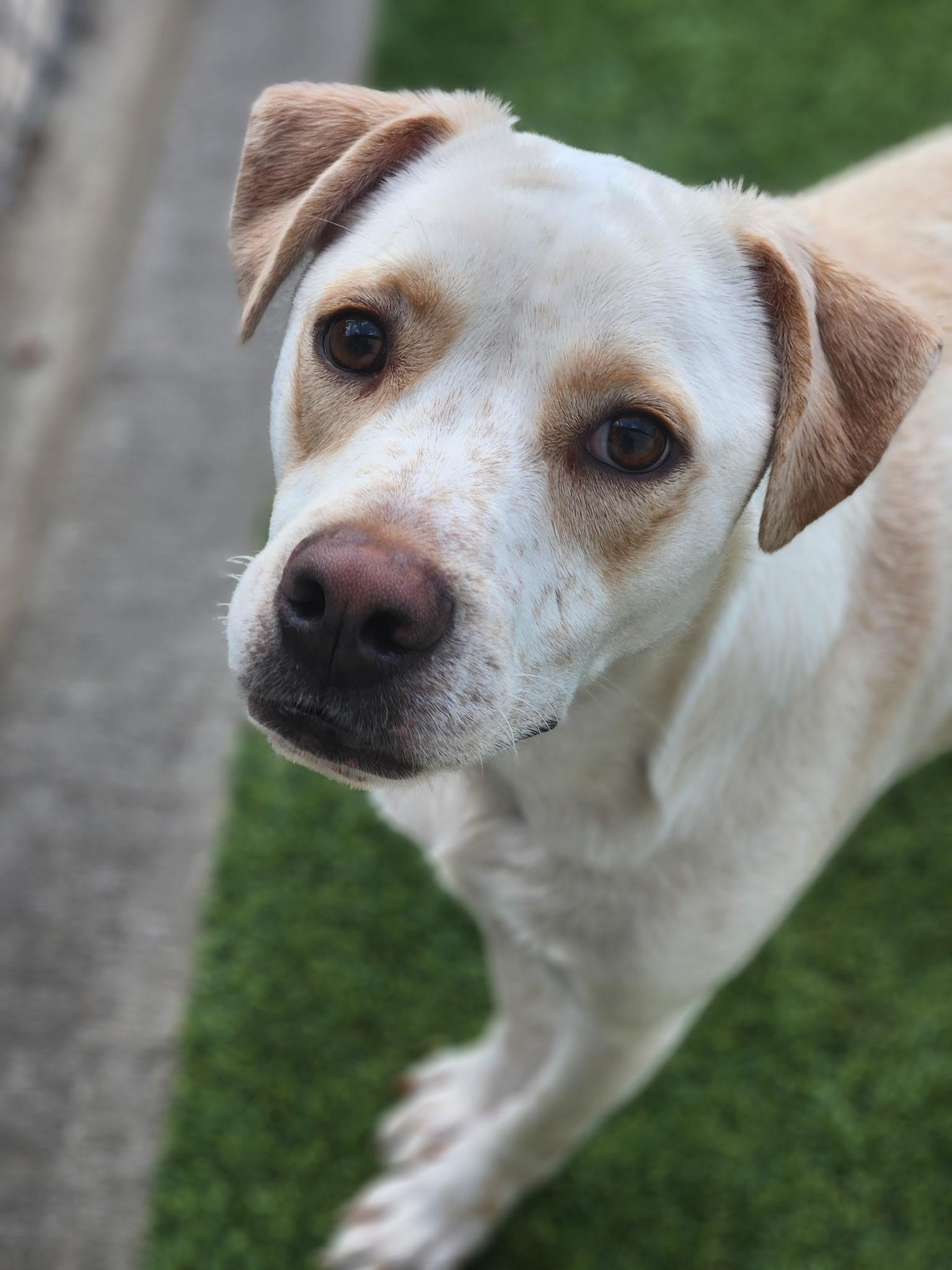 Enlarge Cream, a ADOPTABLE mixed breed in Allen, TX image 4/6