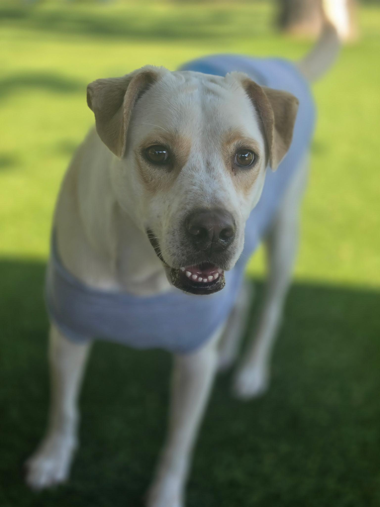 Enlarge Cream, a ADOPTABLE mixed breed in Allen, TX image 6/6