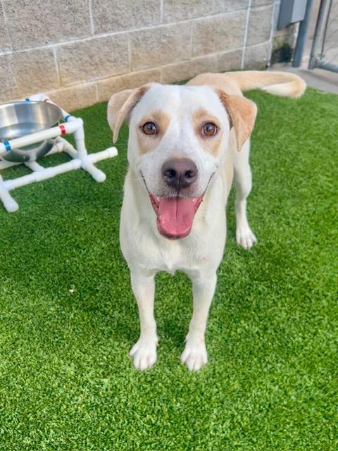 Cream, ADOPTABLE, Adult Male Labrador Retriever.