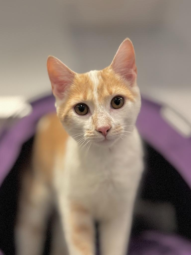 Ollie, Adopted, Kitten Male Domestic Short Hair.