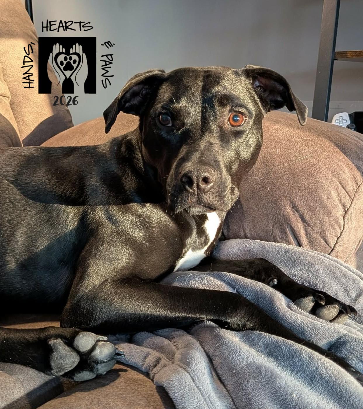 Enlarge Pippie, a Adoptable mixed breed in Omaha, NE image 1/4