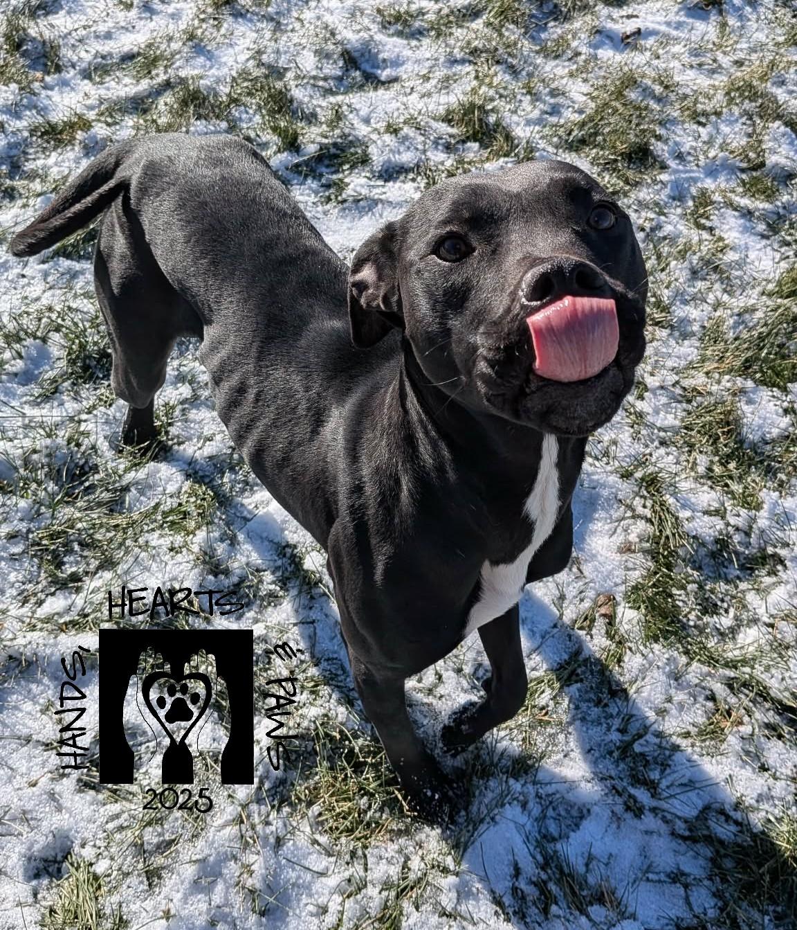 Pippie, a Adoptable mixed breed in Omaha, NE image 1/3