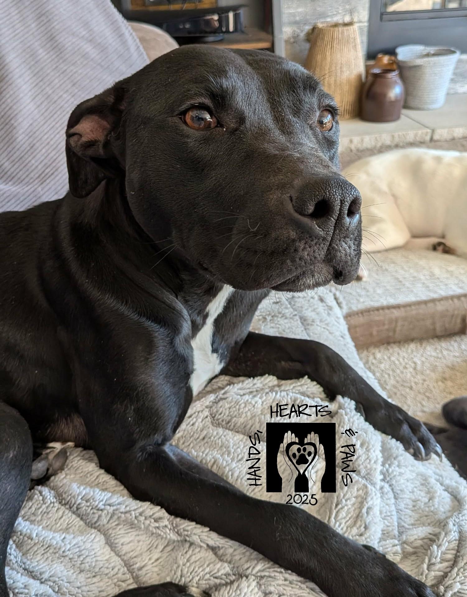 Pippie, a Adoptable mixed breed in Omaha, NE image 2/3