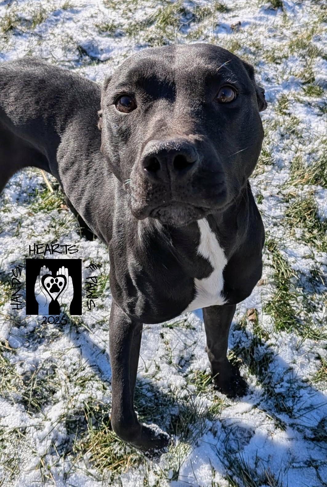 Pippie, a Adoptable mixed breed in Omaha, NE image 3/3