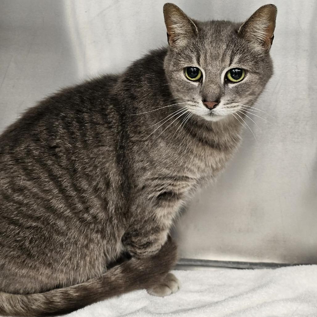 Enlarge Purrmione, a Adoptable Domestic Short Hair in Martinsville, VA image 1/1