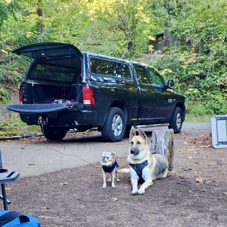 Gregory, Adoptable, Adult Male German Shepherd Dog.
