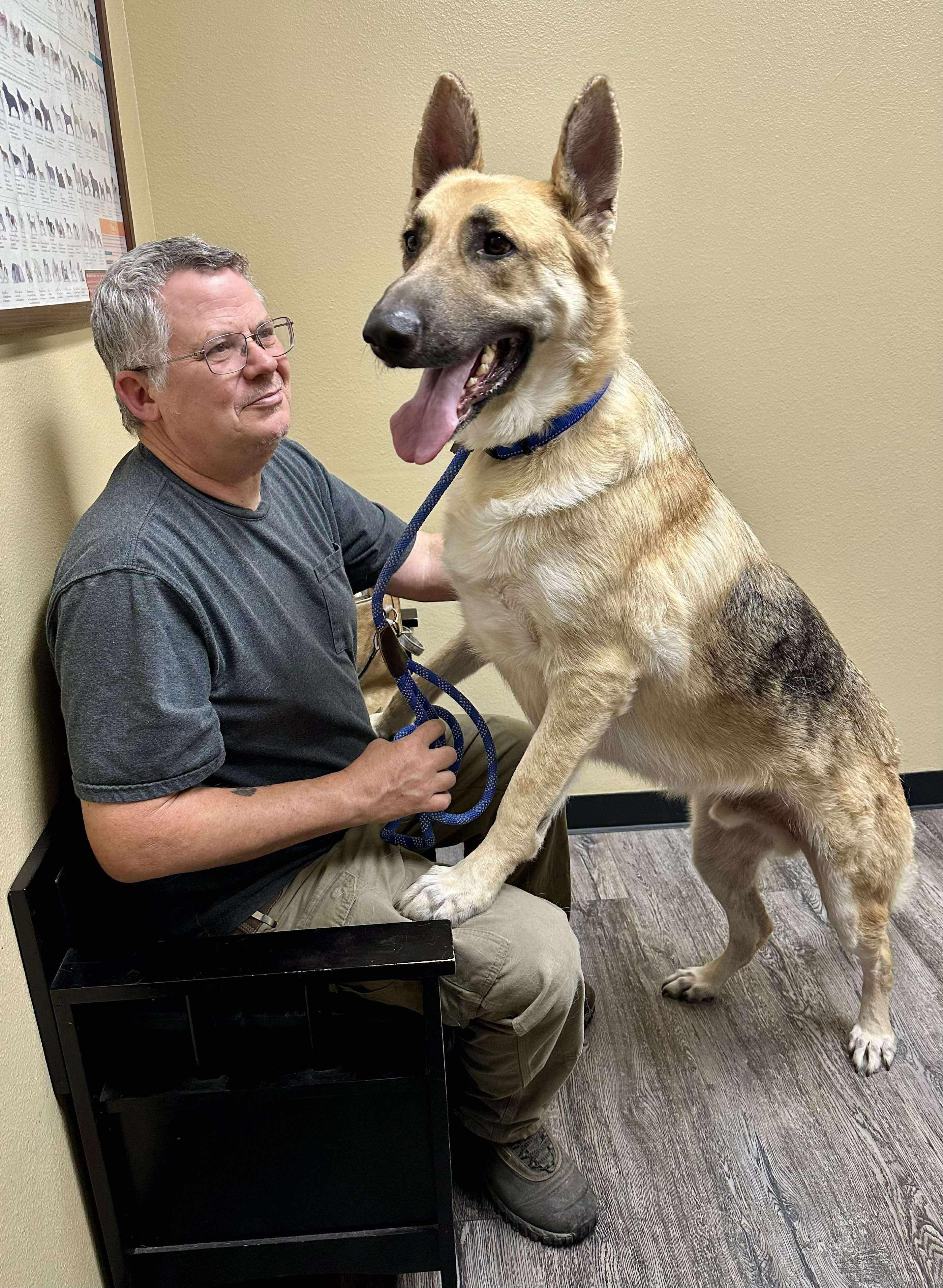 Gregory, Adoptable, Adult Male German Shepherd Dog.