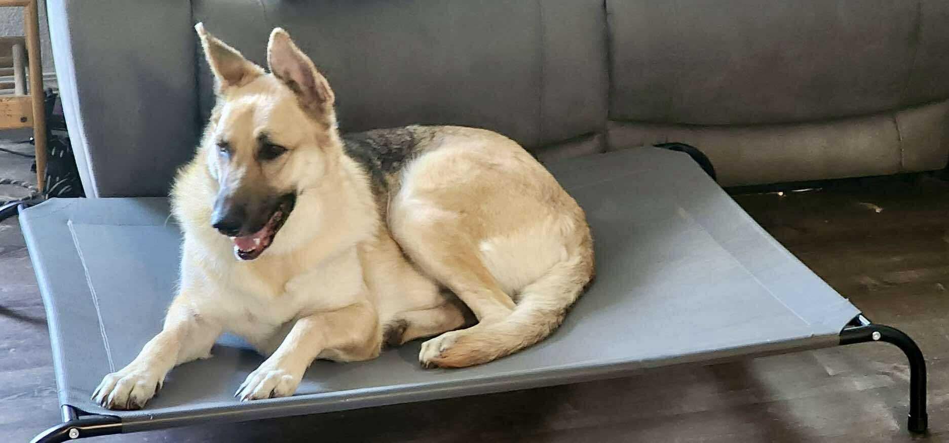 Enlarge Gregory, a Adoptable German Shepherd Dog in Roseburg, OR image 3/5