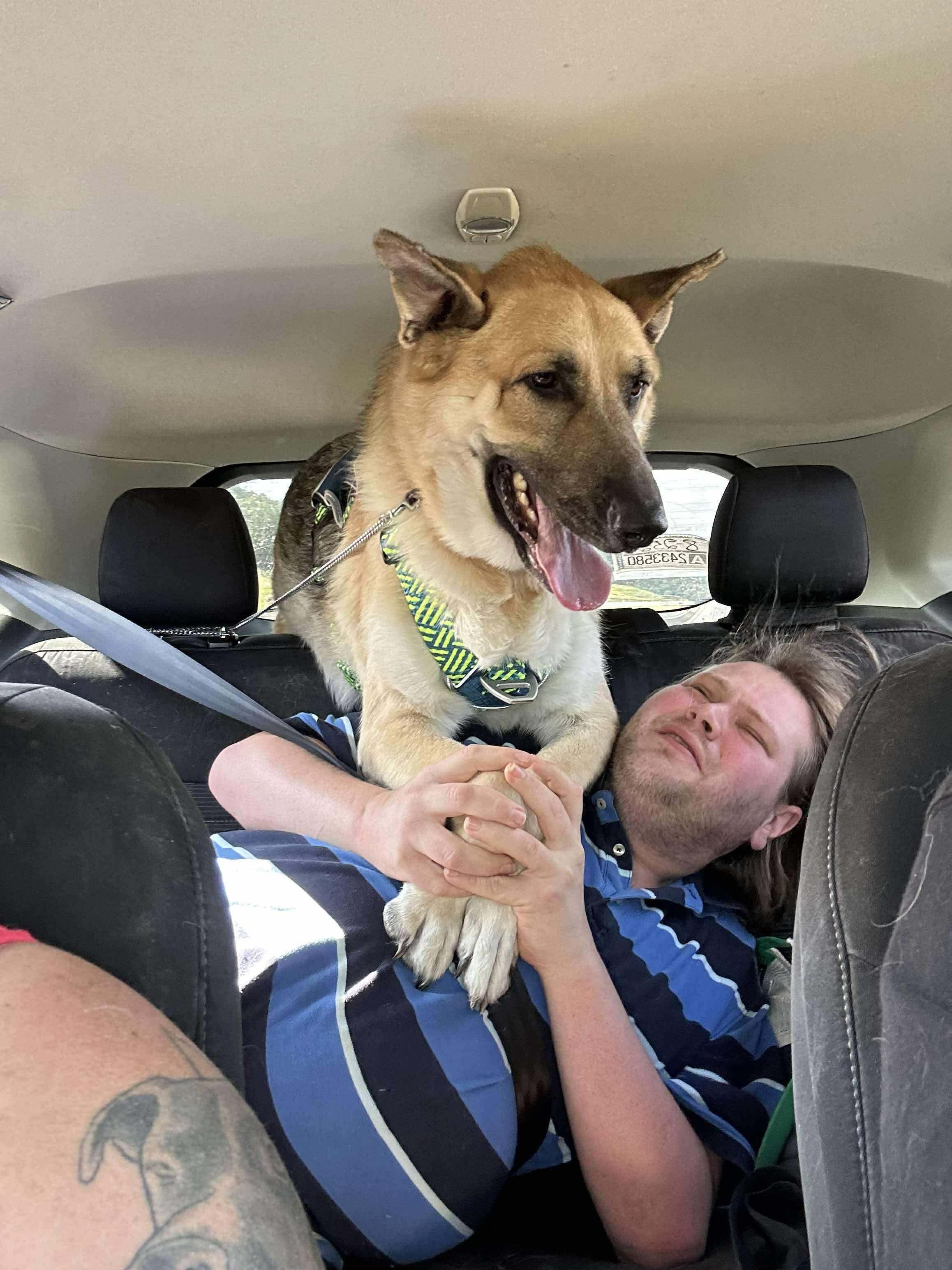 Enlarge Gregory, a Adoptable German Shepherd Dog in Roseburg, OR image 4/5