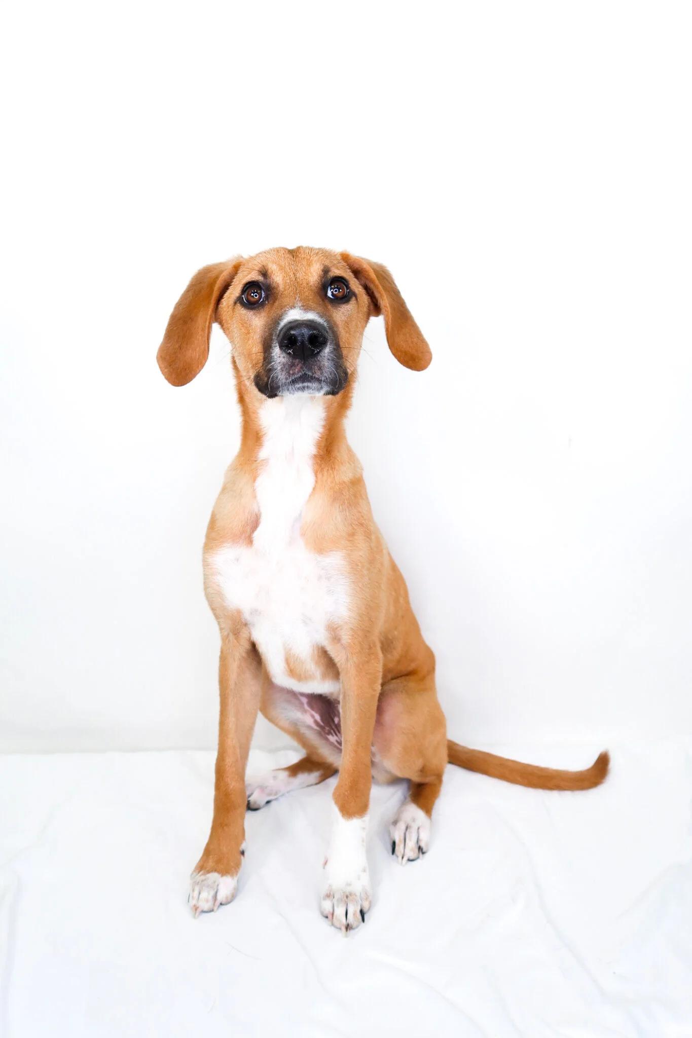 Aria, a Adoptable mixed breed in Bixby, OK image 1/6