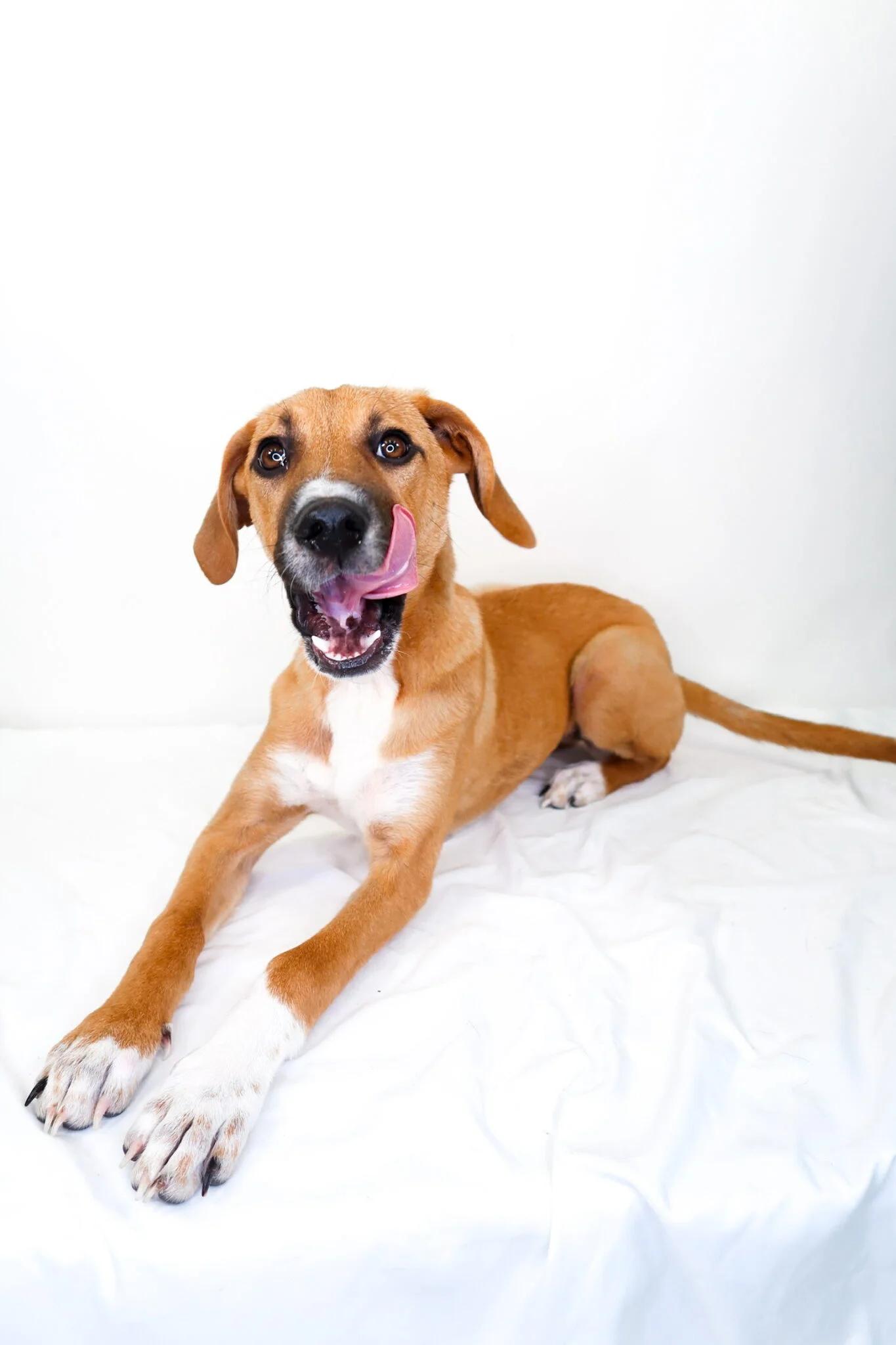 Aria, a Adoptable mixed breed in Bixby, OK image 3/6