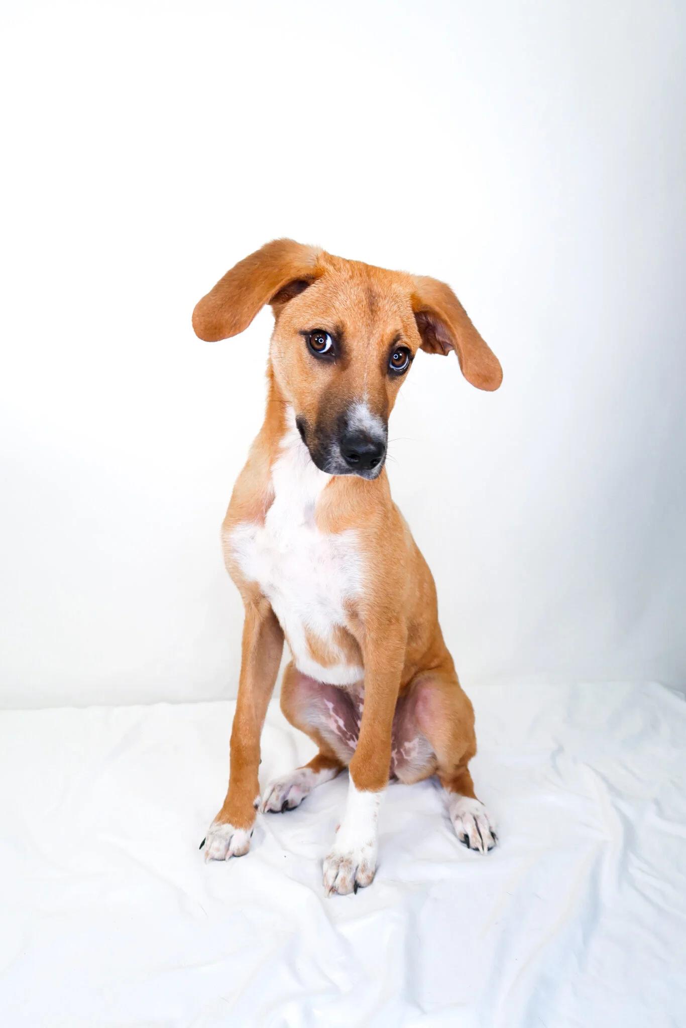 Aria, a Adoptable mixed breed in Bixby, OK image 2/6