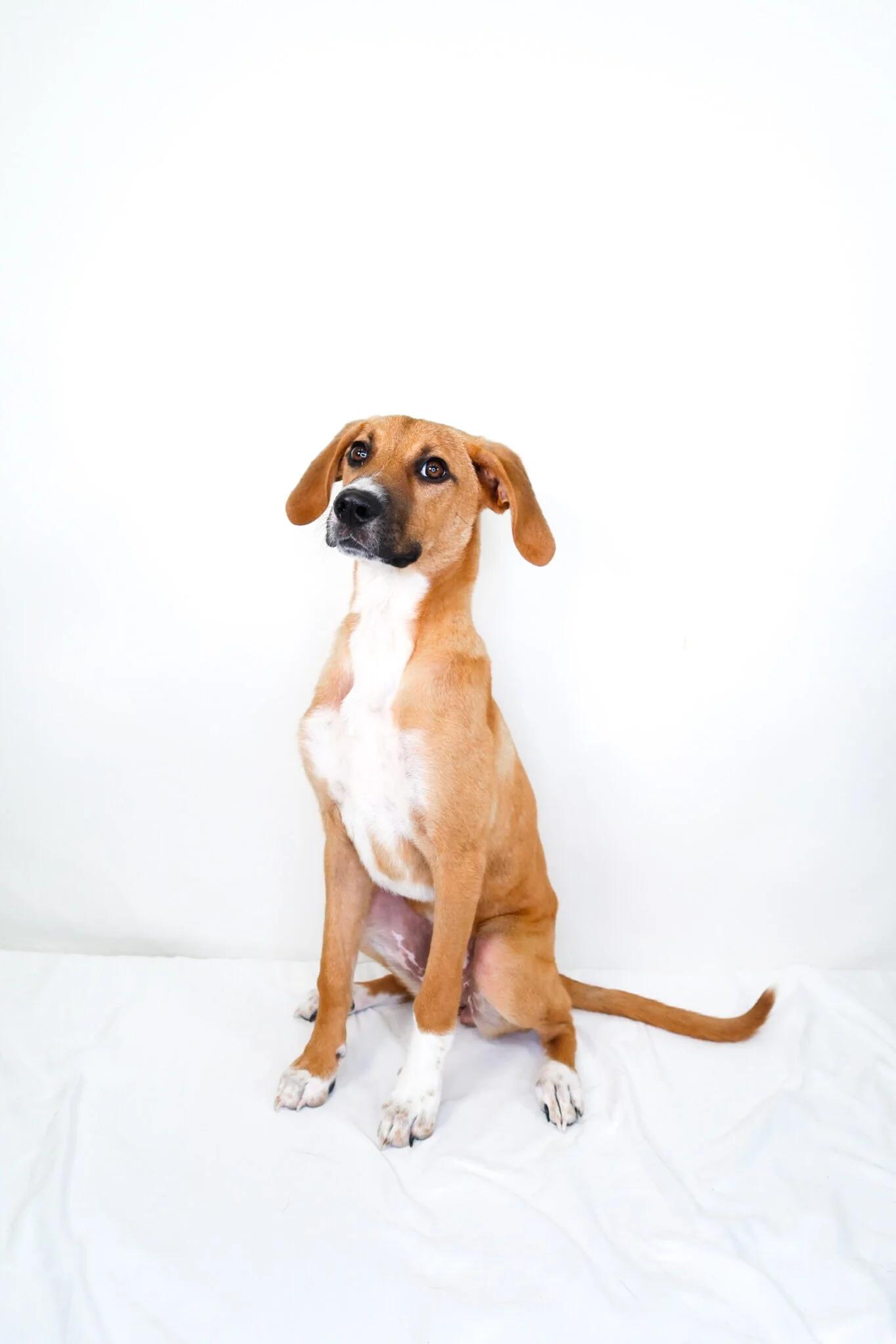 Aria, a Adoptable mixed breed in Bixby, OK image 6/6