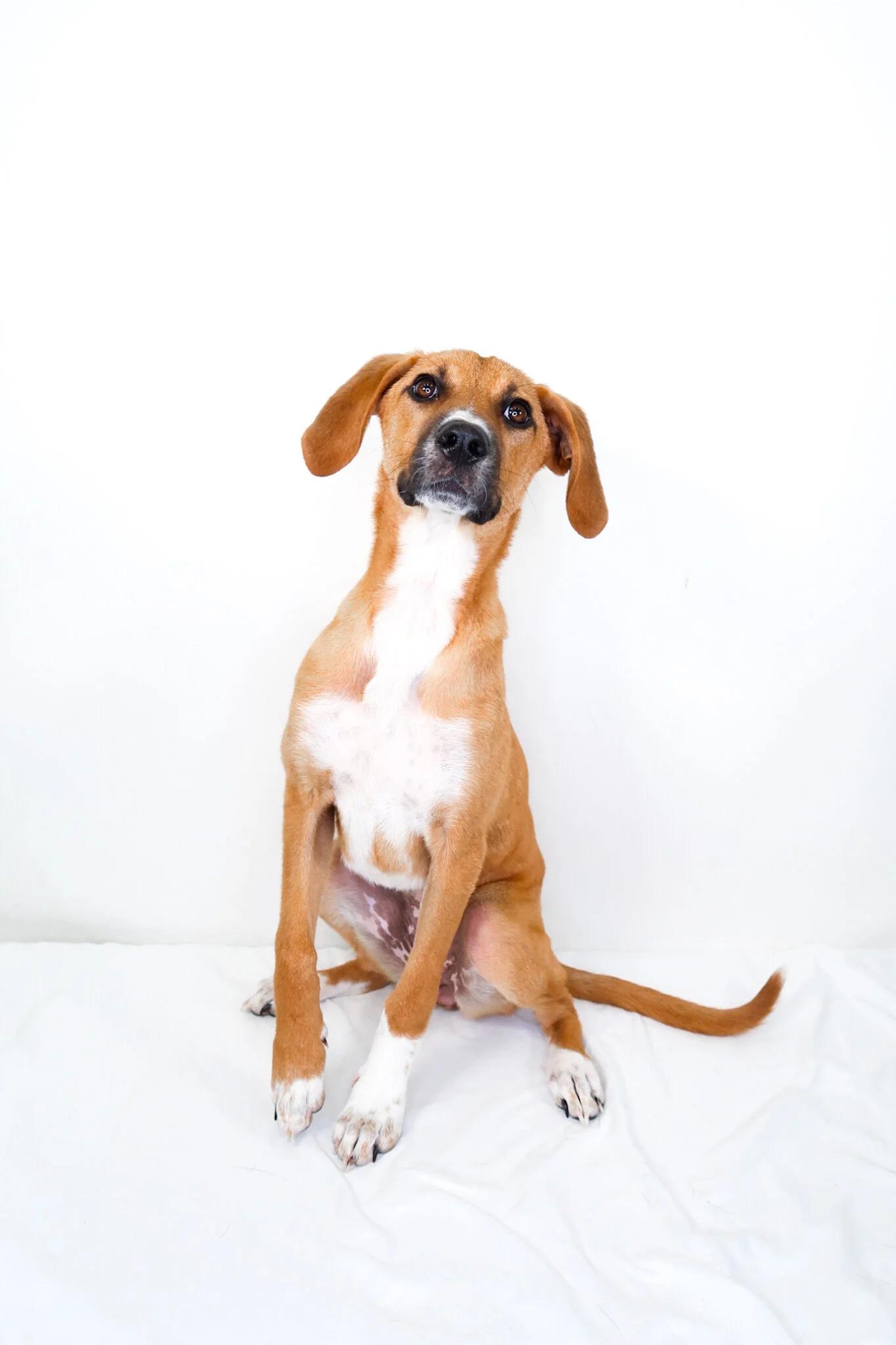 Aria, a Adoptable mixed breed in Bixby, OK image 5/6