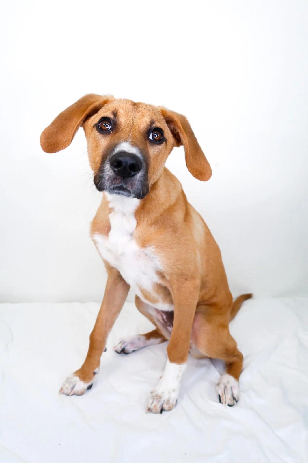 Aria, a Adoptable mixed breed in Bixby, OK image 4/6