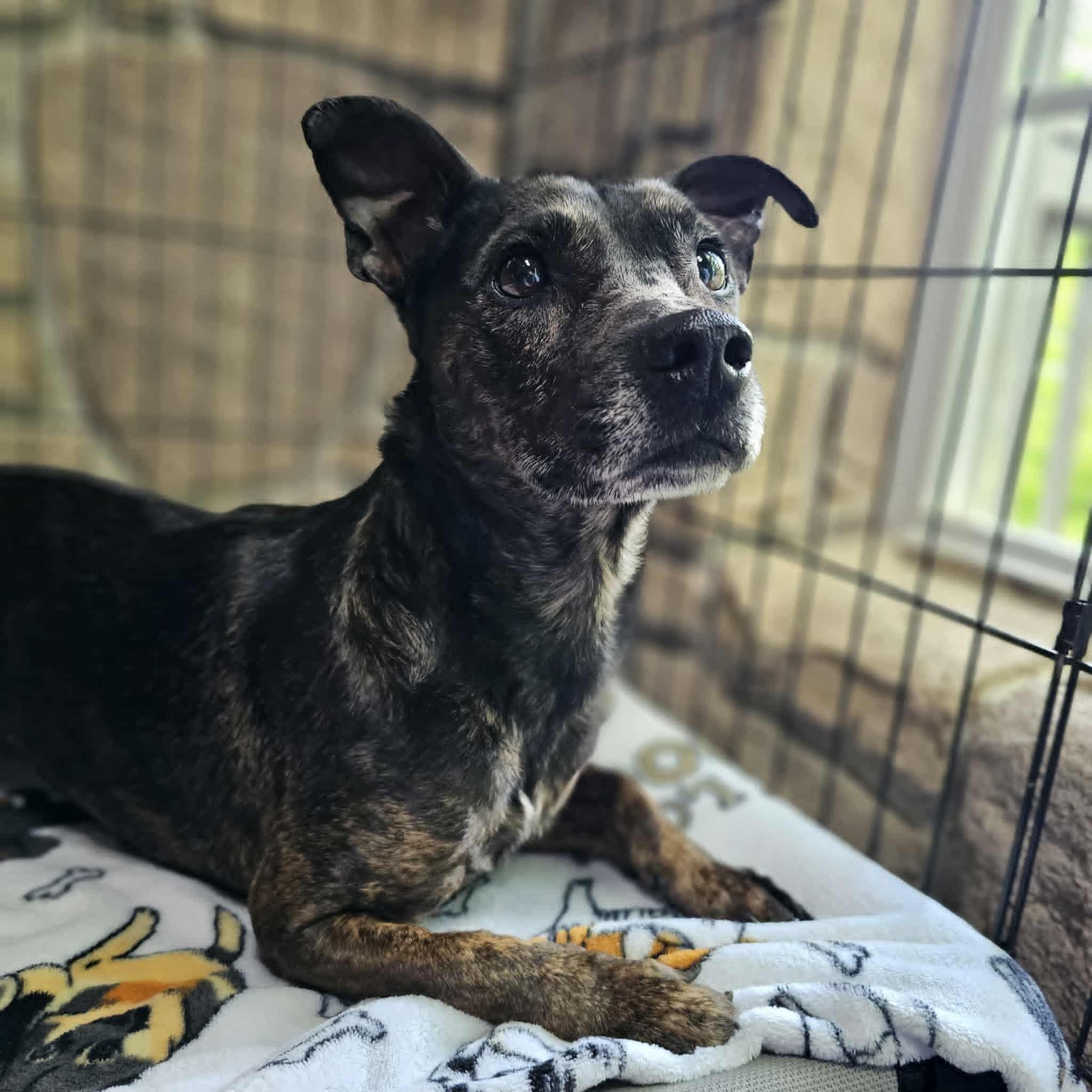 Cherry, a ADOPTABLE mixed breed in Seneca, SC image 1/5