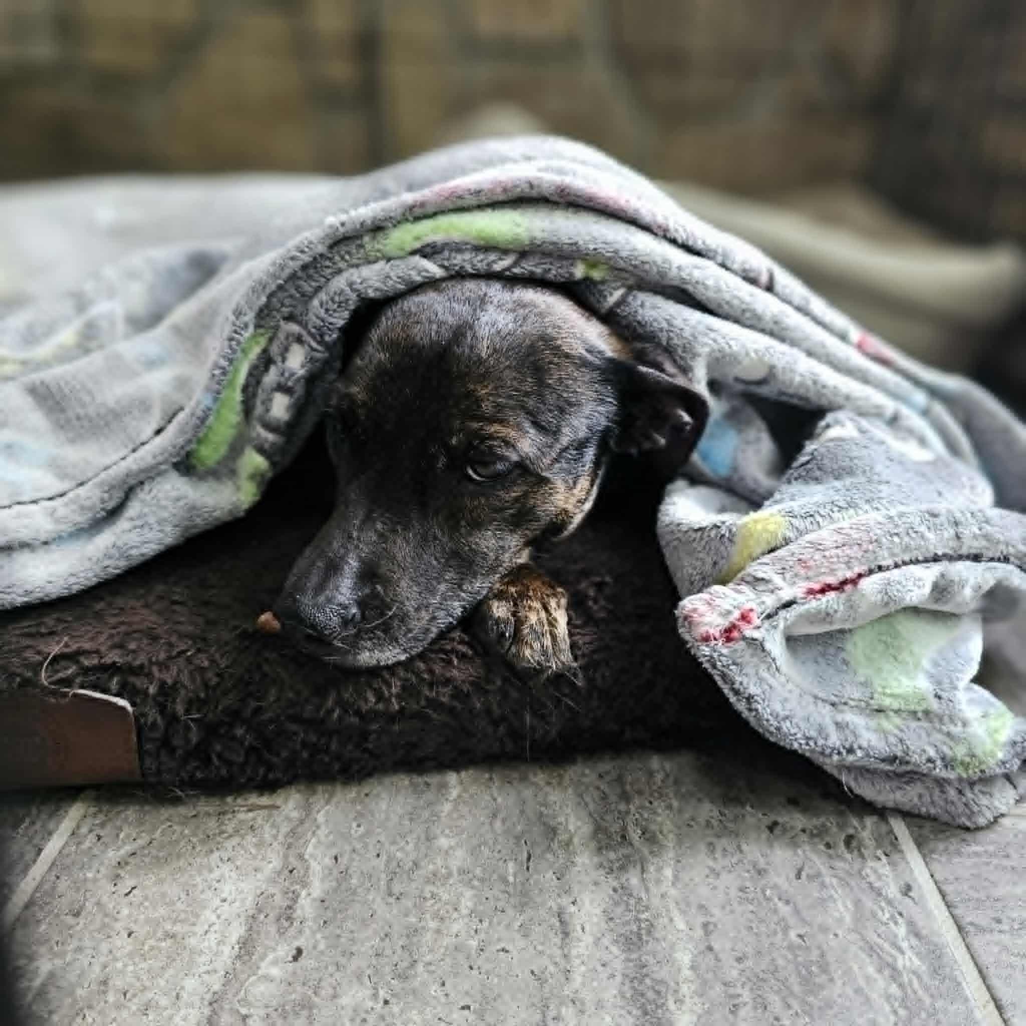 Cherry, a ADOPTABLE mixed breed in Seneca, SC image 4/5