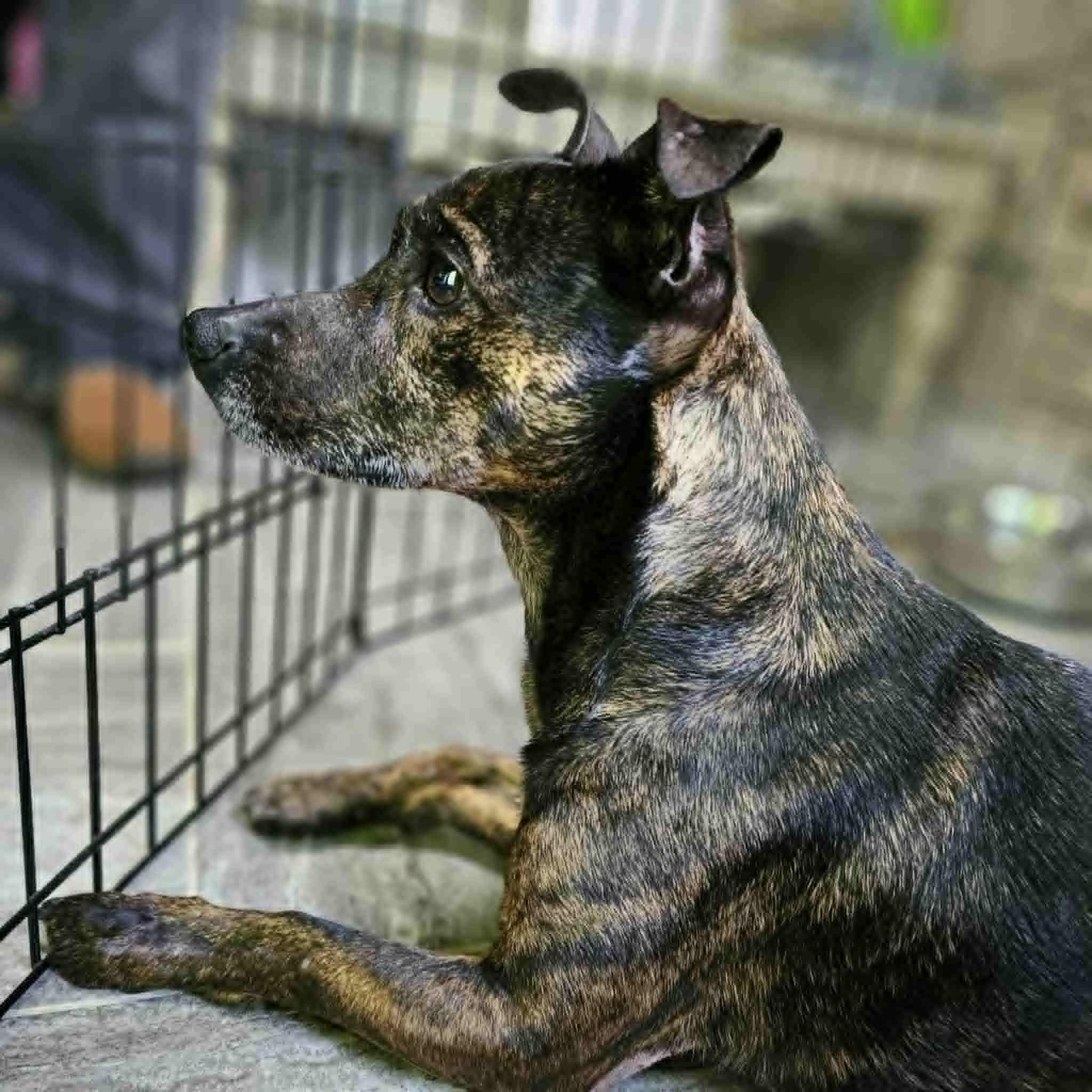 Cherry, a ADOPTABLE mixed breed in Seneca, SC image 3/5
