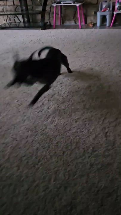 Enlarge Cherry, a ADOPTABLE mixed breed in Seneca, SC video 5/5