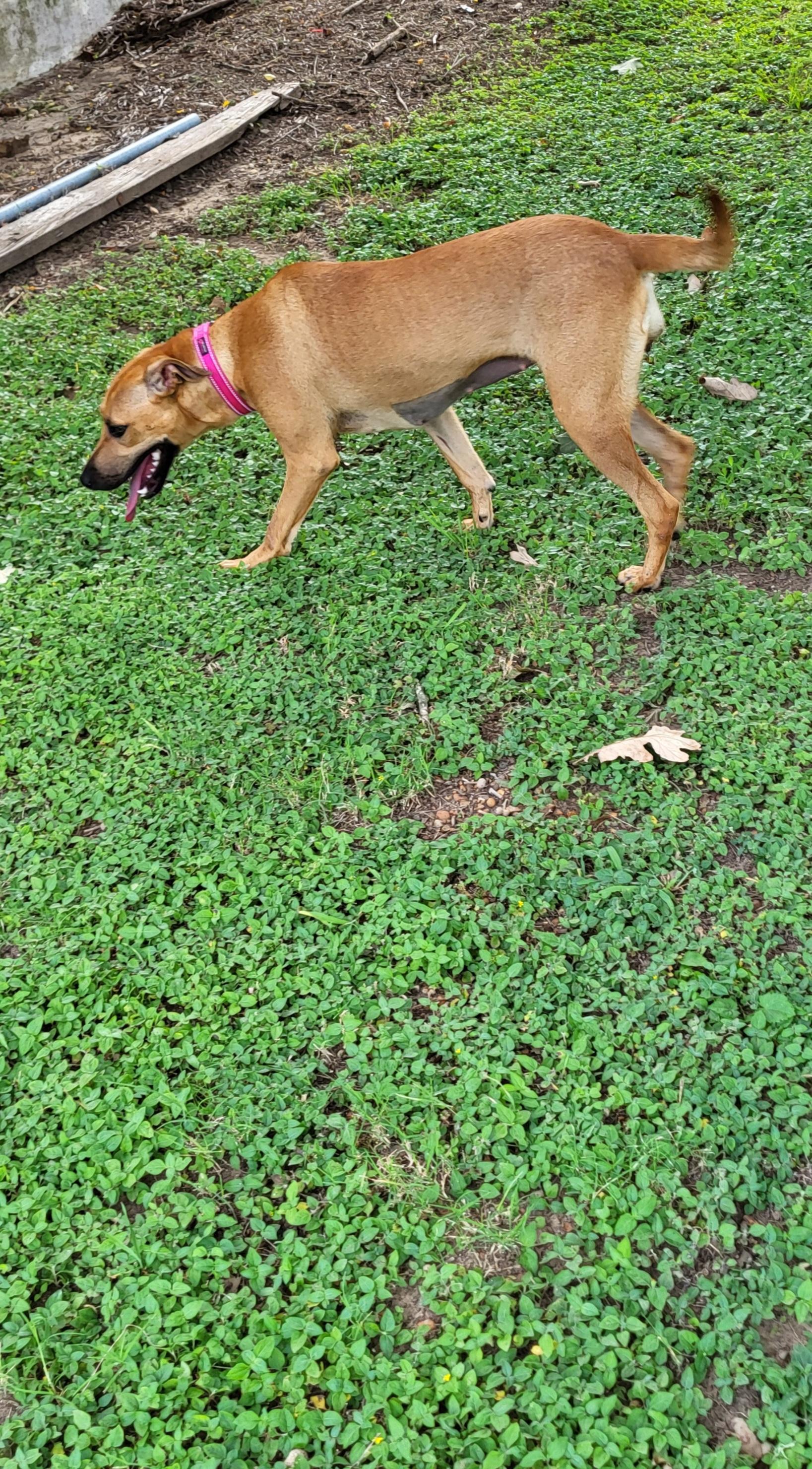 Enlarge Summer, a Adopted mixed breed in Rockdale, TX image 1/2