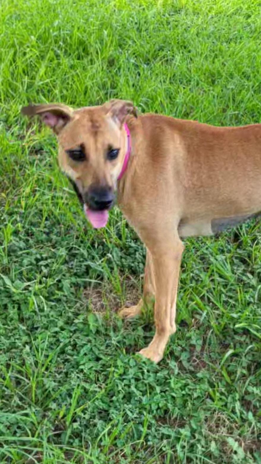 Enlarge Summer, a Adopted mixed breed in Rockdale, TX image 2/2