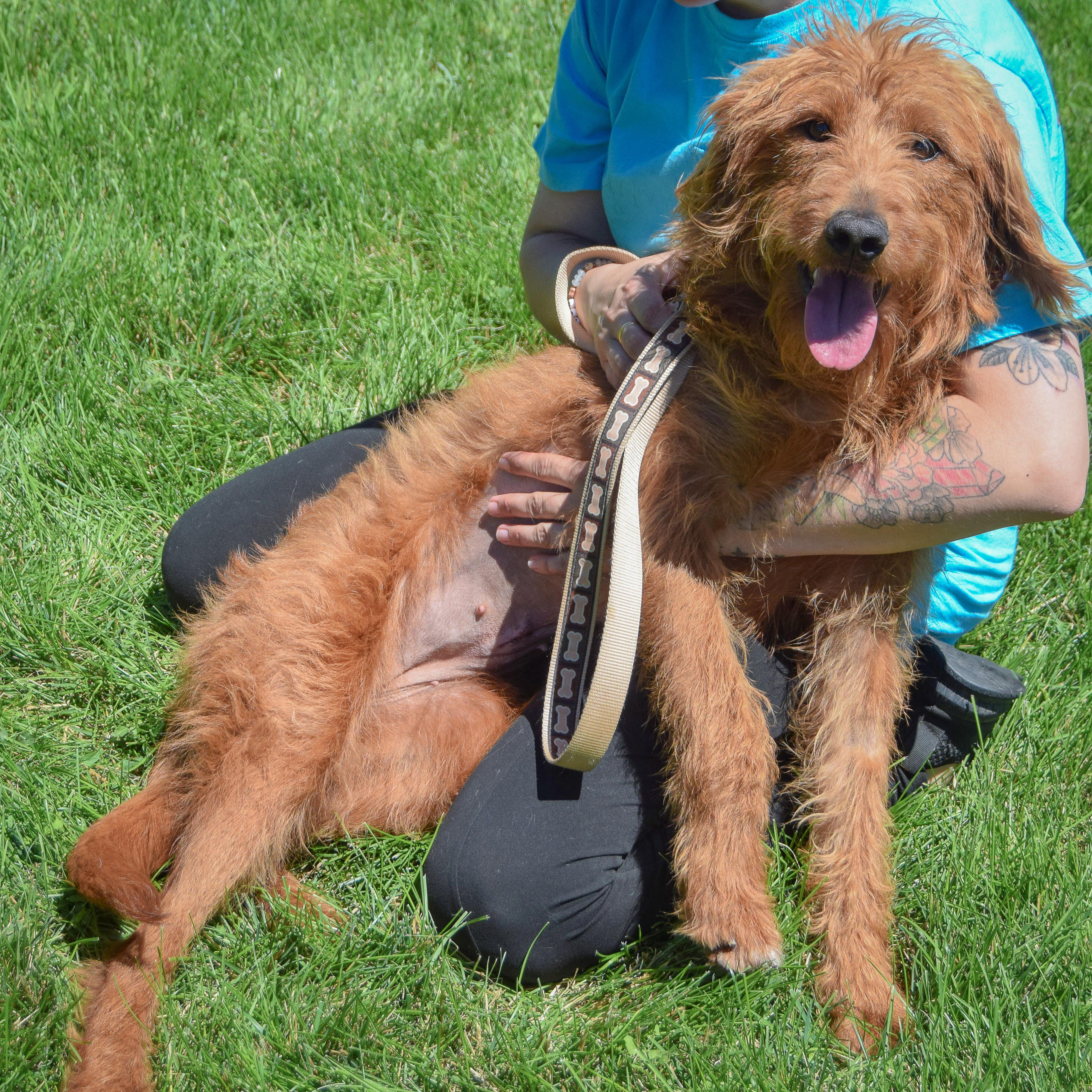 Enlarge Luna, an adopted mixed breed in Huntley, IL image 6/6