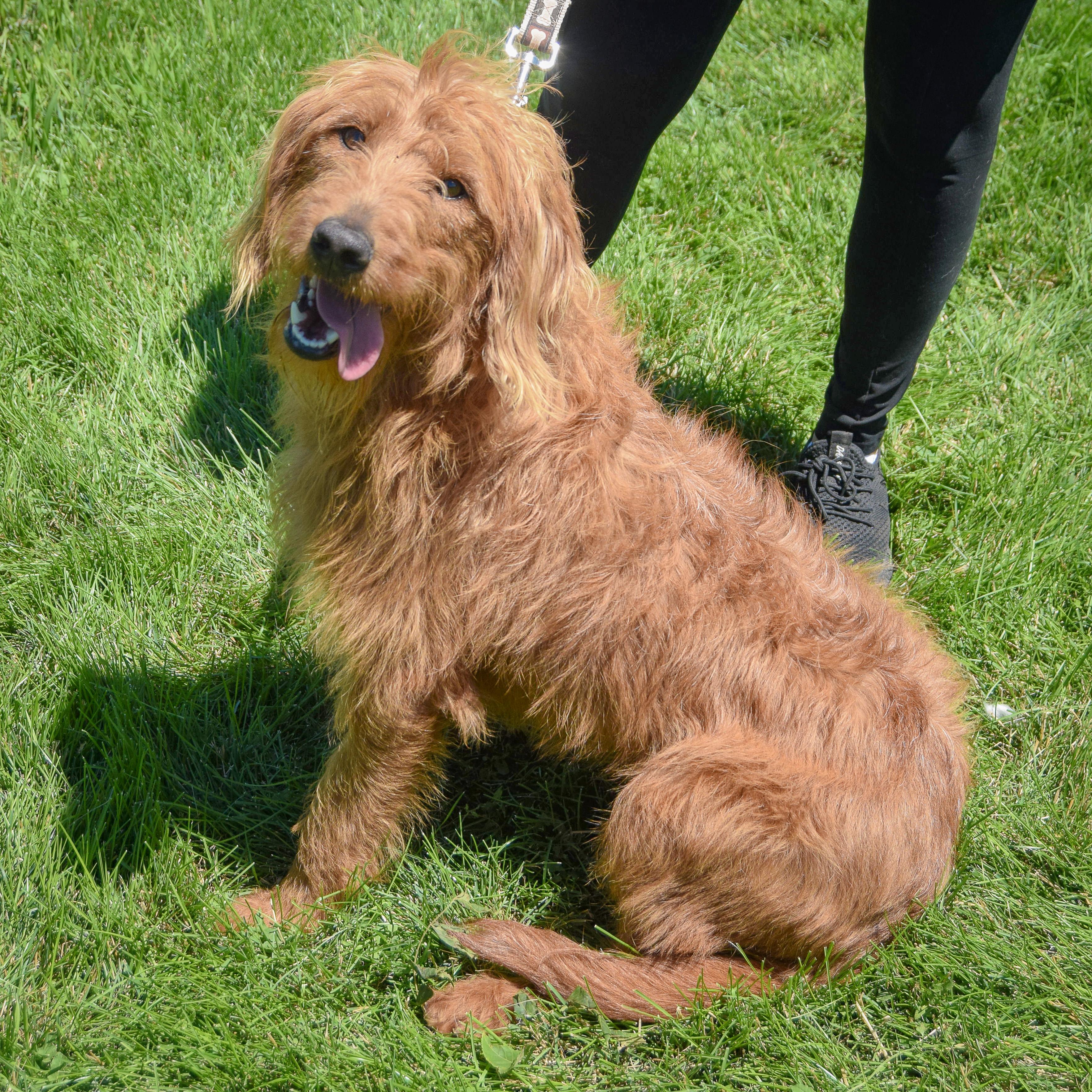 Enlarge Luna, an adopted mixed breed in Huntley, IL image 3/6