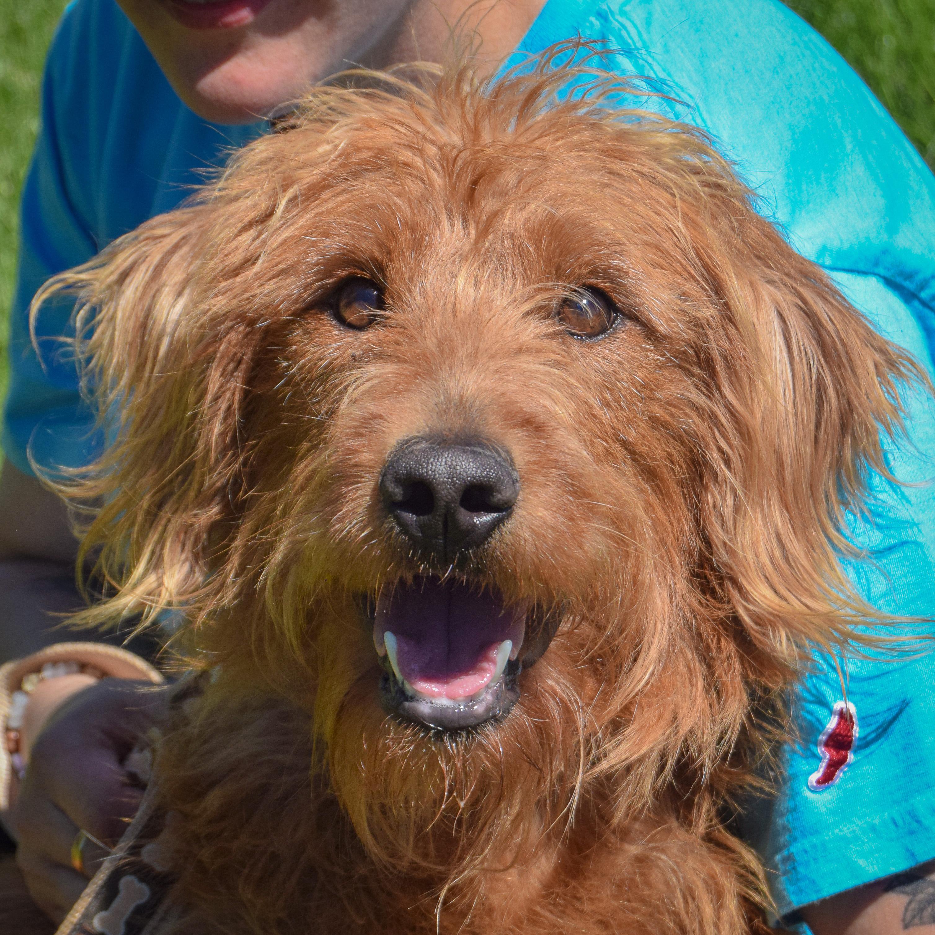 Luna, adopted, Young Female Poodle & Cocker Spaniel.
