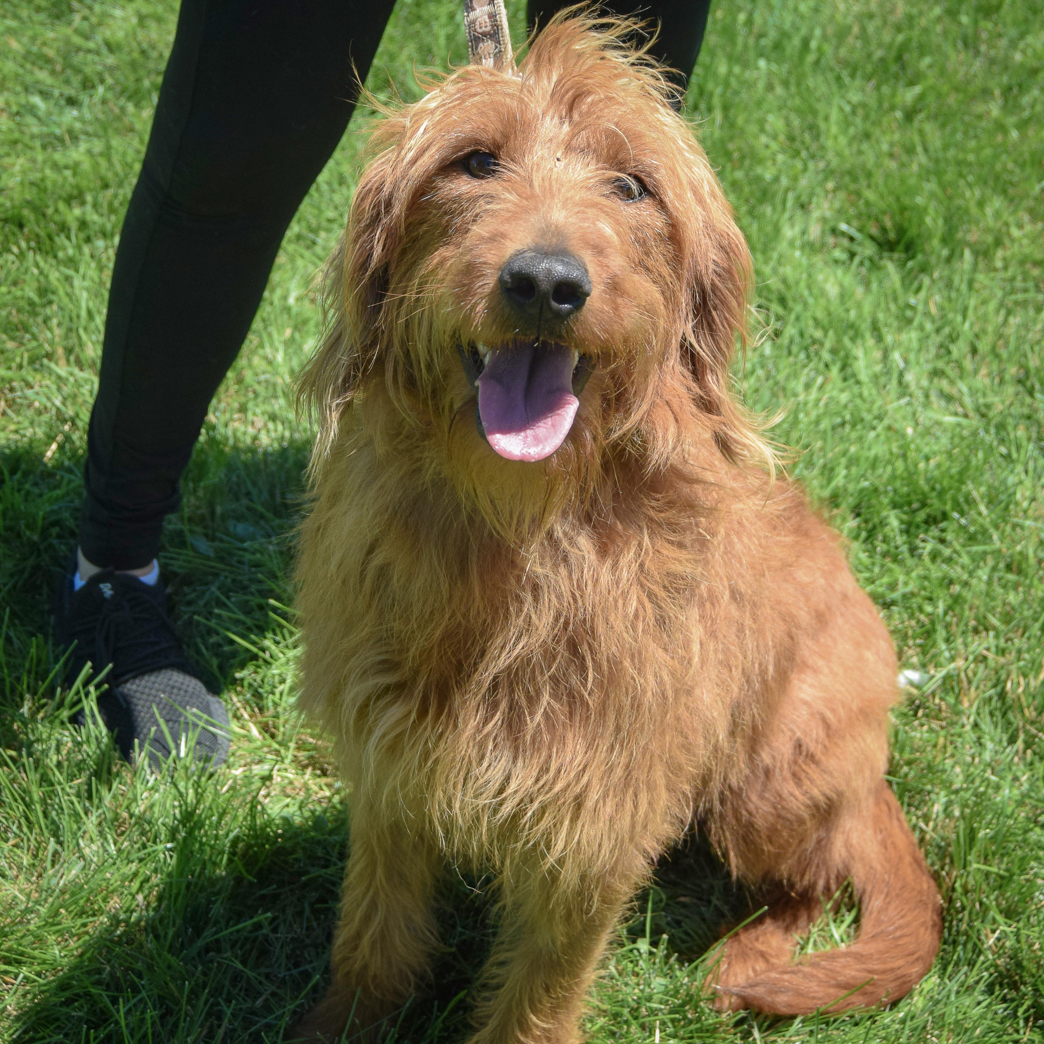 Enlarge Luna, an adopted mixed breed in Huntley, IL image 4/6