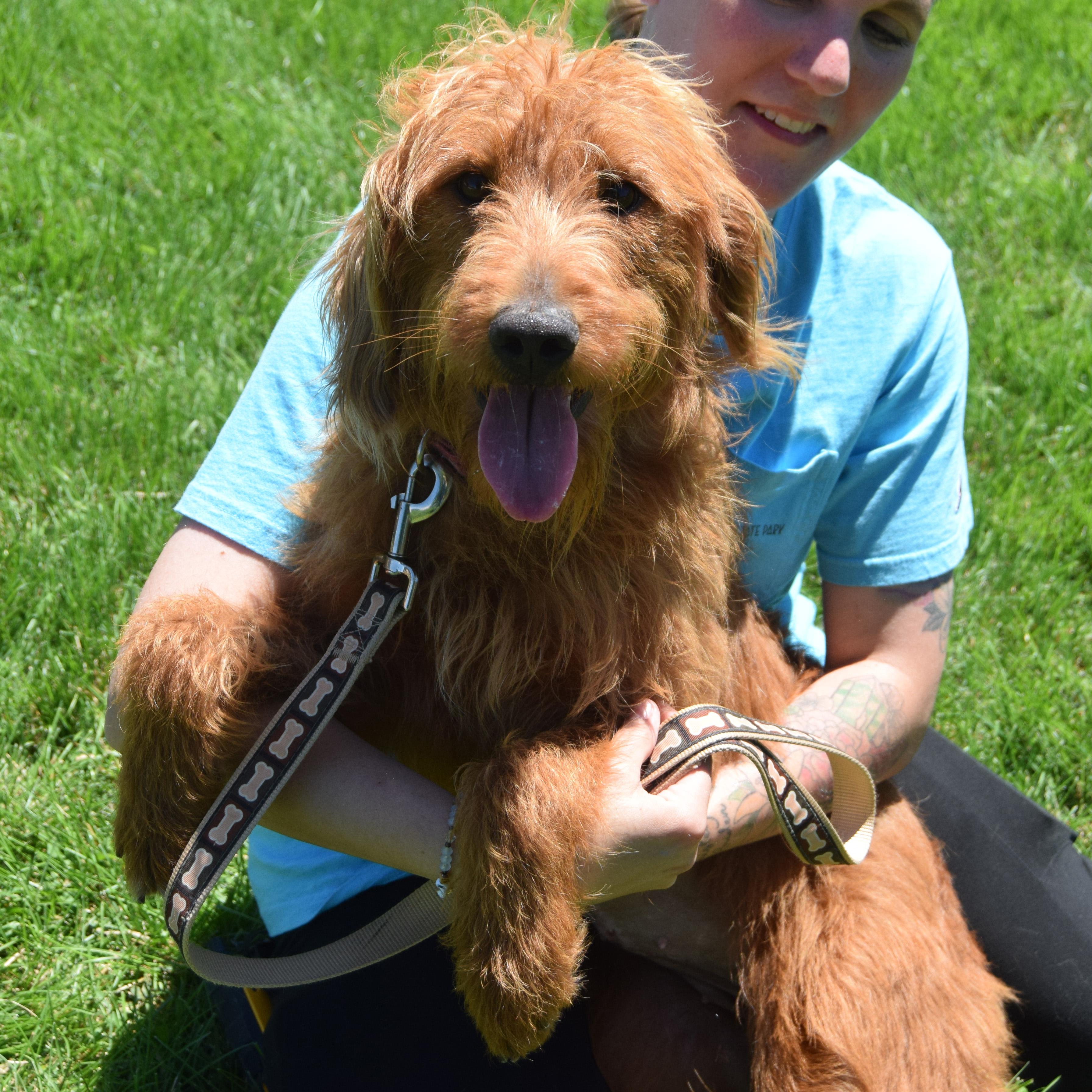 Enlarge Luna, an adopted mixed breed in Huntley, IL image 5/6