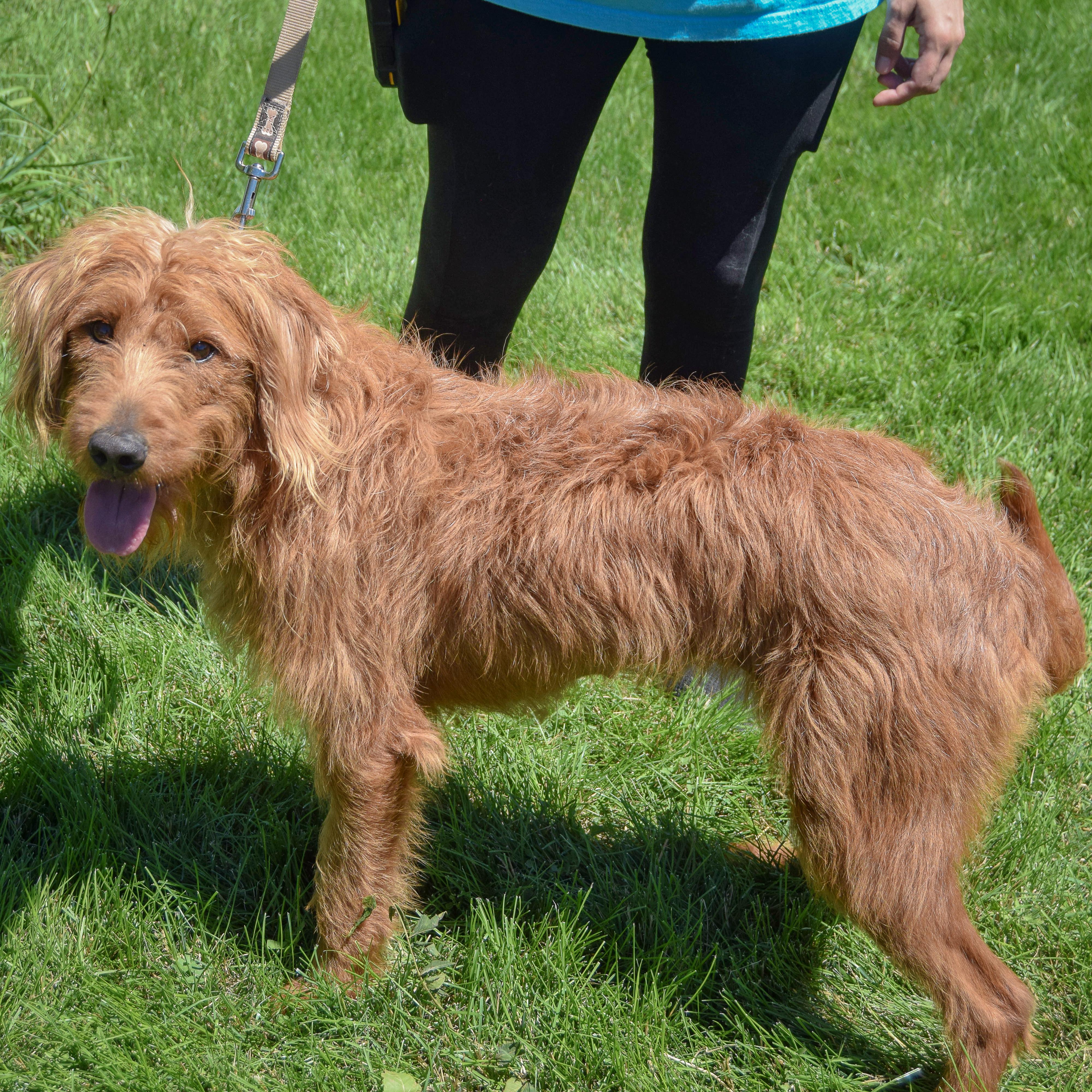 Enlarge Luna, an adopted mixed breed in Huntley, IL image 2/6