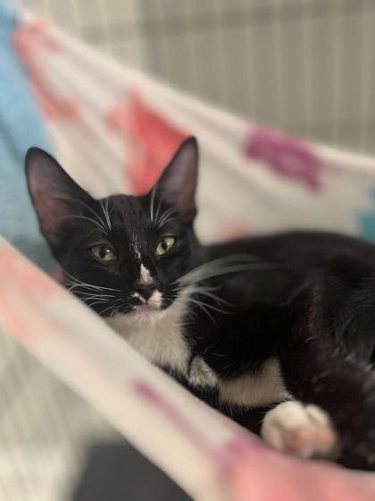 Clementine, Adoptable, Young Female Domestic Short Hair.