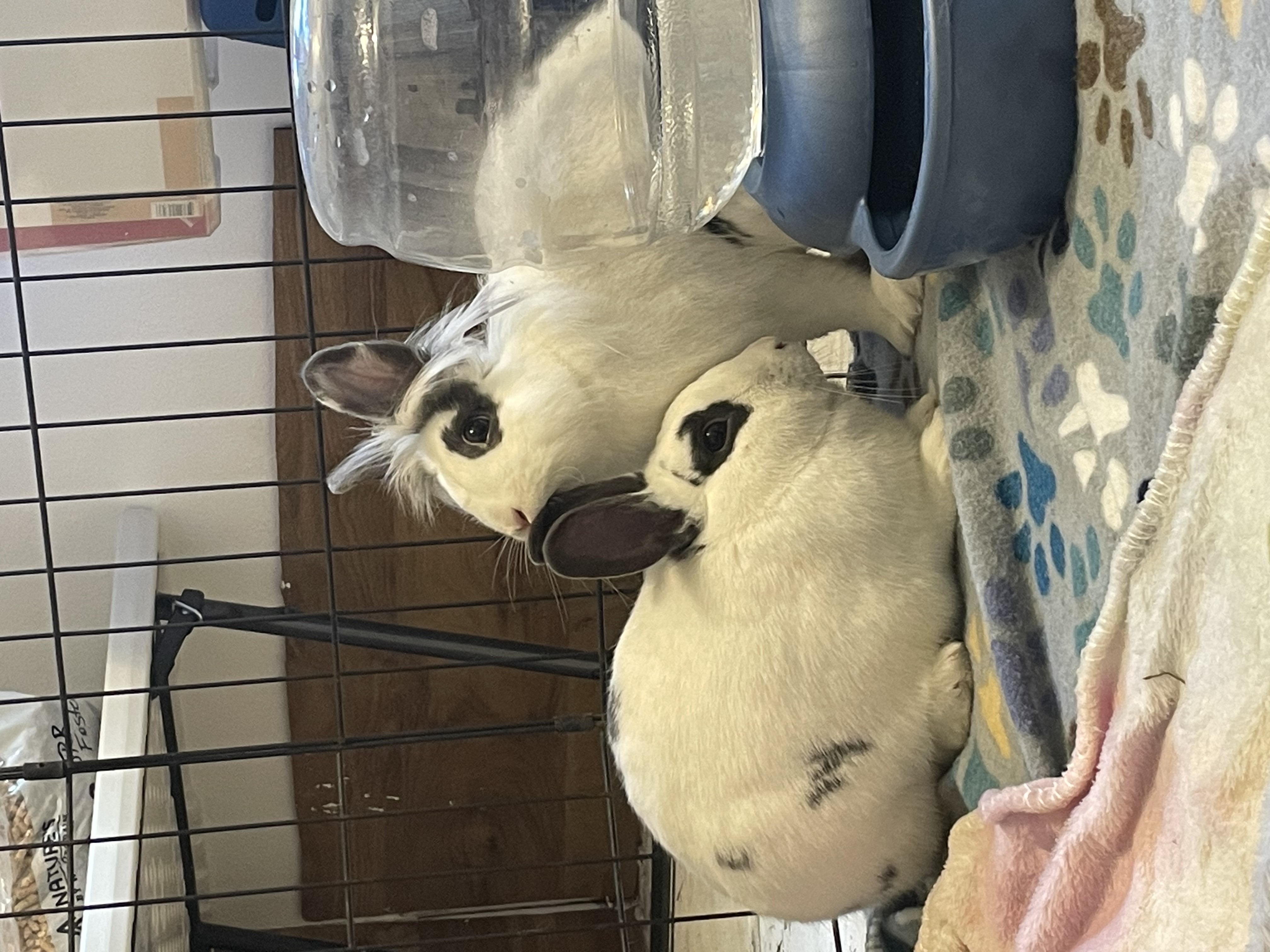 Starburst * Bonded to Skittle, an adoptable mixed breed in Harrisburg, OR image 3/6