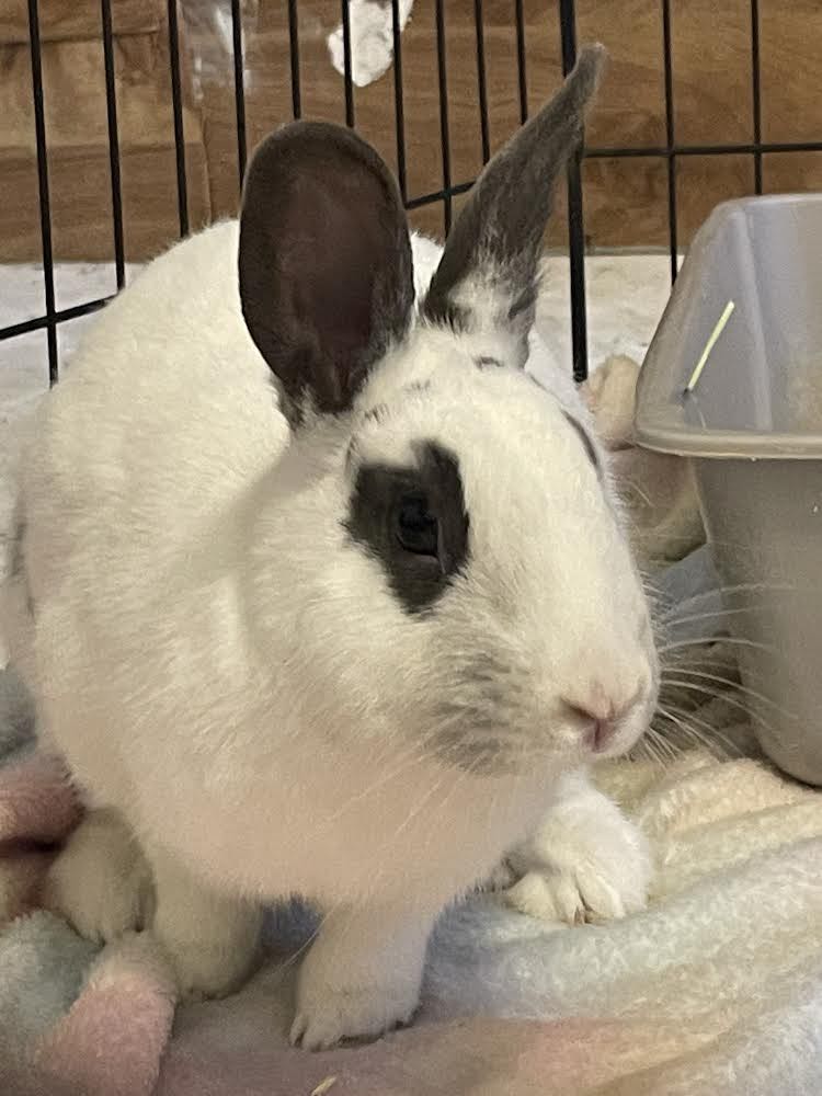 Starburst * Bonded to Skittle, an adoptable mixed breed in Harrisburg, OR image 1/6