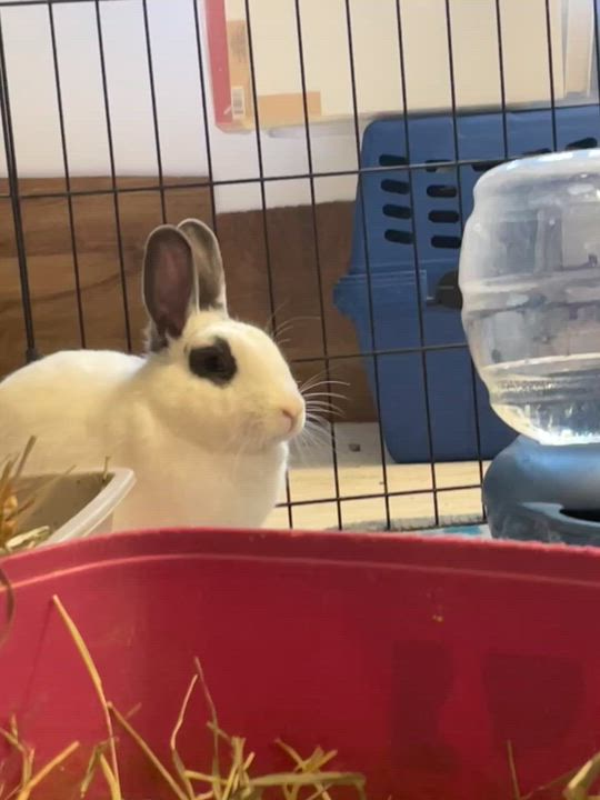 Enlarge Starburst * Bonded to Skittle, an adoptable mixed breed in Harrisburg, OR video 2/6