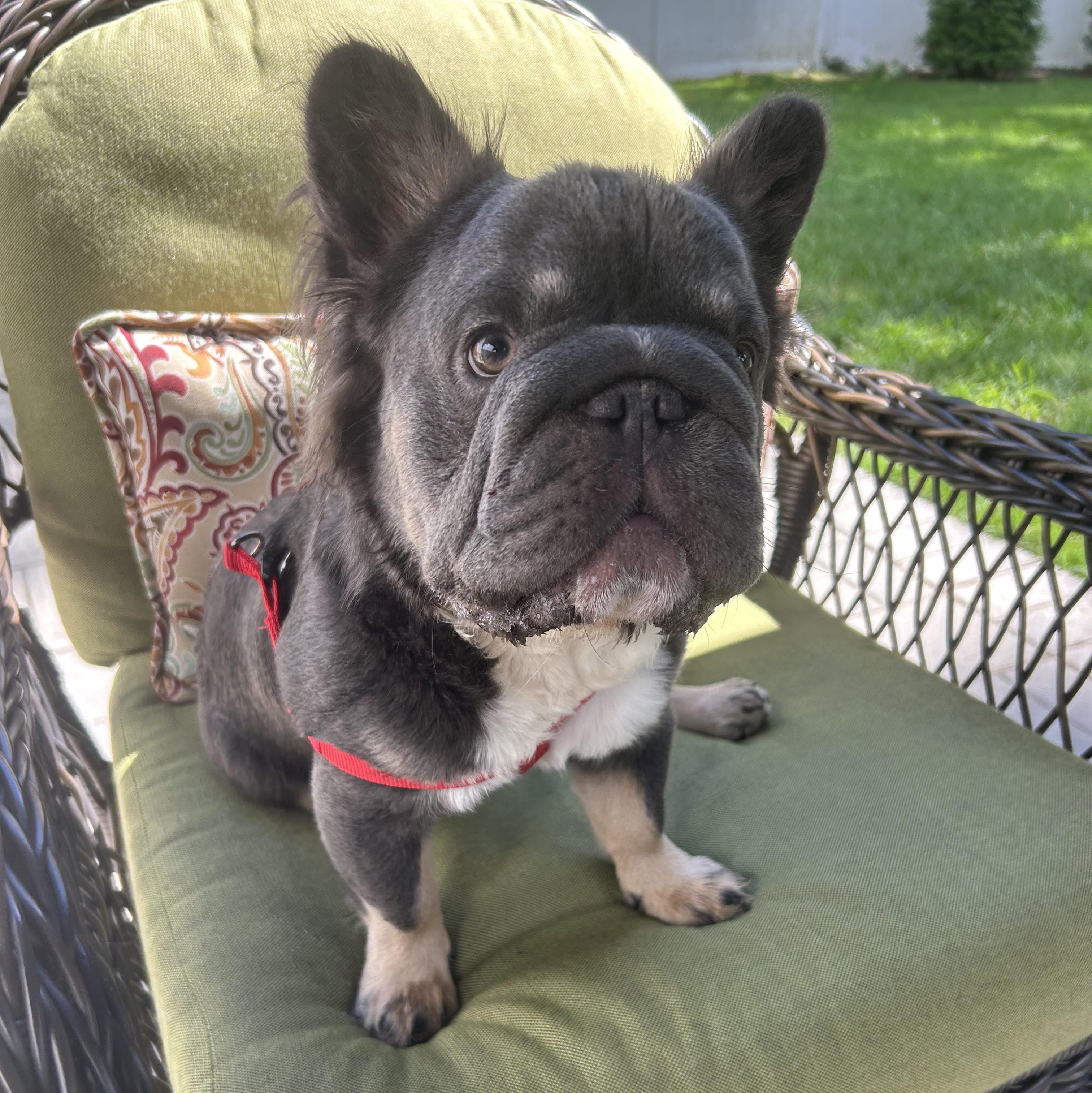 Bowser, Adoptable, Puppy Male French Bulldog.